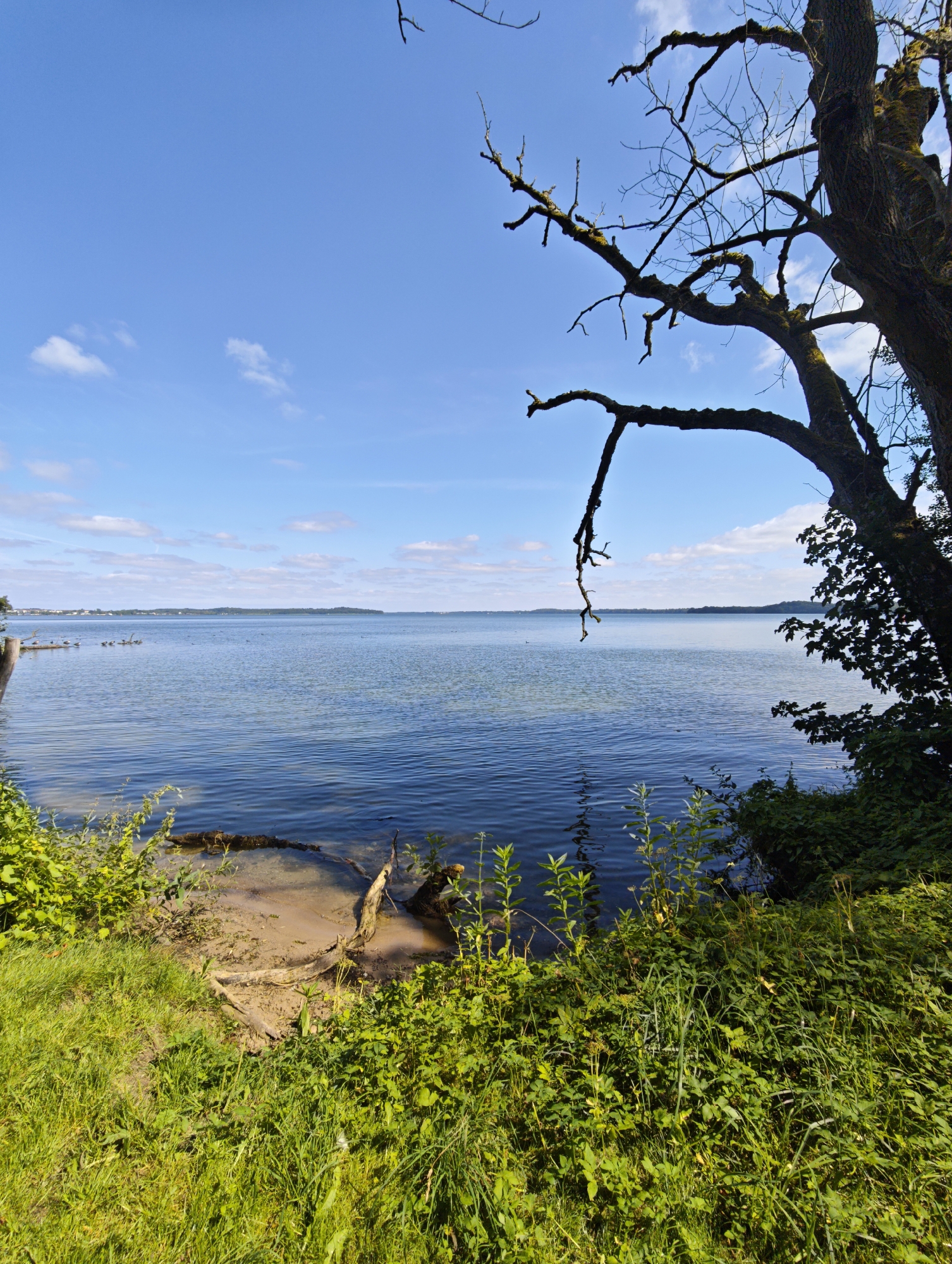 This is an image of the Schweriner See in Schwerin, Germany, captured from the shore on a clear day with a blue sky and scattered white clouds. The foreground is dominated by lush green grass and dense vegetation, with a sandy patch of shoreline leading to the calm, blue water. A large, bare tree branch extends from the right side of the frame, silhouetted against the sky, with its gnarled limbs reaching out over the water. In the middle ground, the lake stretches towards a distant, tree-lined horizon. Several birds, possibly ducks, are visible in the water near a wooden post on the left. The overall scene conveys a sense of peaceful natural beauty.