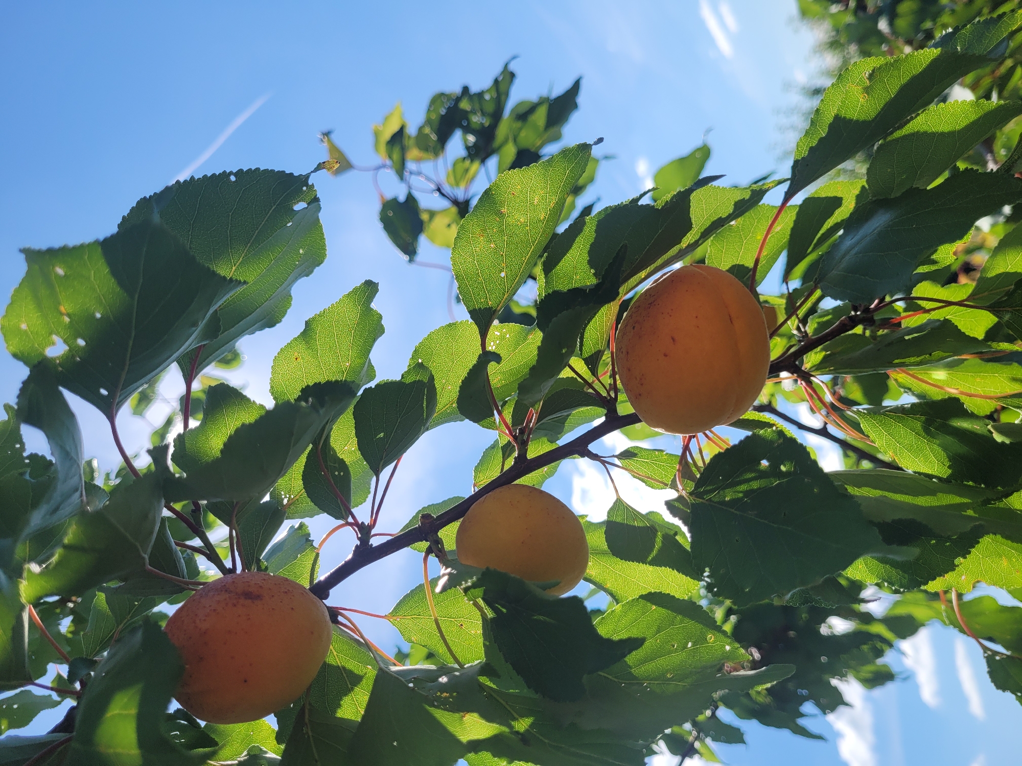 This is a close-up, low-angle outdoor shot of ripe apricots on a tree branch. The apricots are a vibrant orange-yellow color, with some showing small brown spots. They are partially obscured by lush green leaves, some of which have small holes in them, suggesting insect activity. The leaves are backlit by the sun, creating a dappled effect and highlighting their intricate vein patterns. The background is a bright blue sky with a few scattered white clouds and a faint contrail. The image was taken in Spuņciems, Latvia.