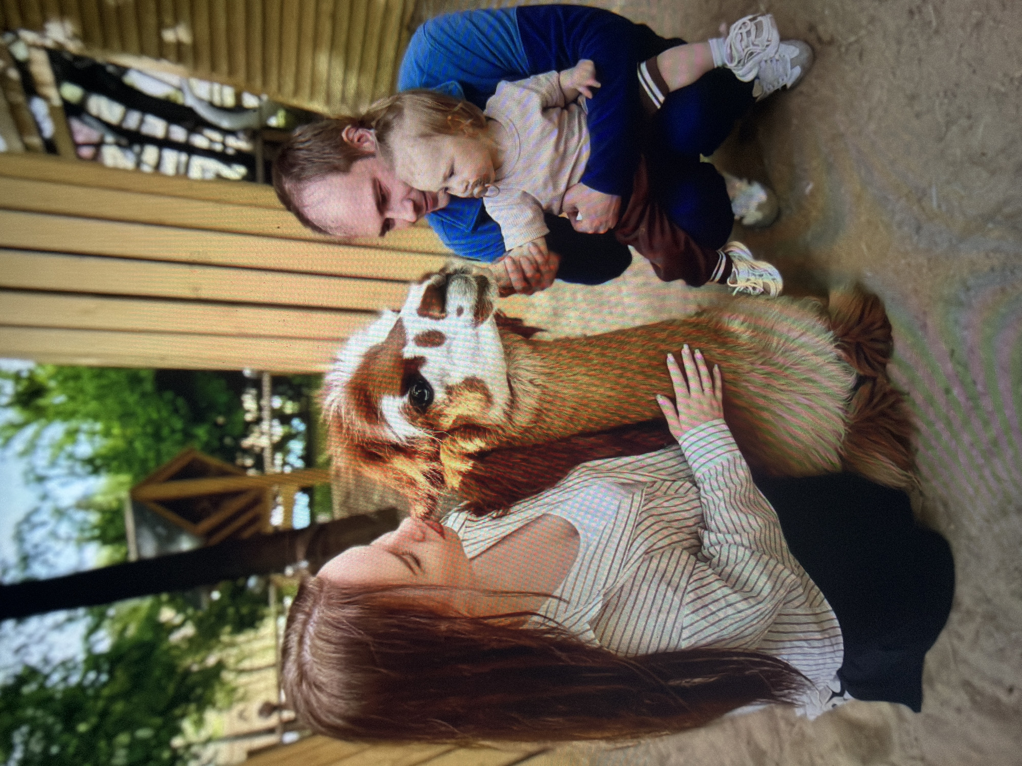 An outdoor scene in Shumen, Bulgaria, depicts three individuals interacting with a domestic alpaca. A woman with long, straight, reddish-brown hair, wearing a striped button-up shirt over a white top and dark pants, kneels on the left, gently touching the alpaca's neck with her left hand while looking at the animal. A man with short brown hair and a receding hairline, wearing a two-tone blue long-sleeved top, squats on the right, holding a young child on his lap. The child, a toddler with light hair and a pacifier, is dressed in a light tan t-shirt and dark brown pants, with white sneakers. The child extends its right hand towards the alpaca's snout, which is also extended towards the child's hand, suggesting an interaction such as feeding. The alpaca, positioned centrally, exhibits brown and white fur, with prominent white markings on its face and neck. The ground is light brown dirt or sand. The background features green foliage, a dark tree trunk, and various wooden structures, including vertical slats on the right and a diamond-shaped structure on a post in the left-midground. The lighting is natural daylight.
