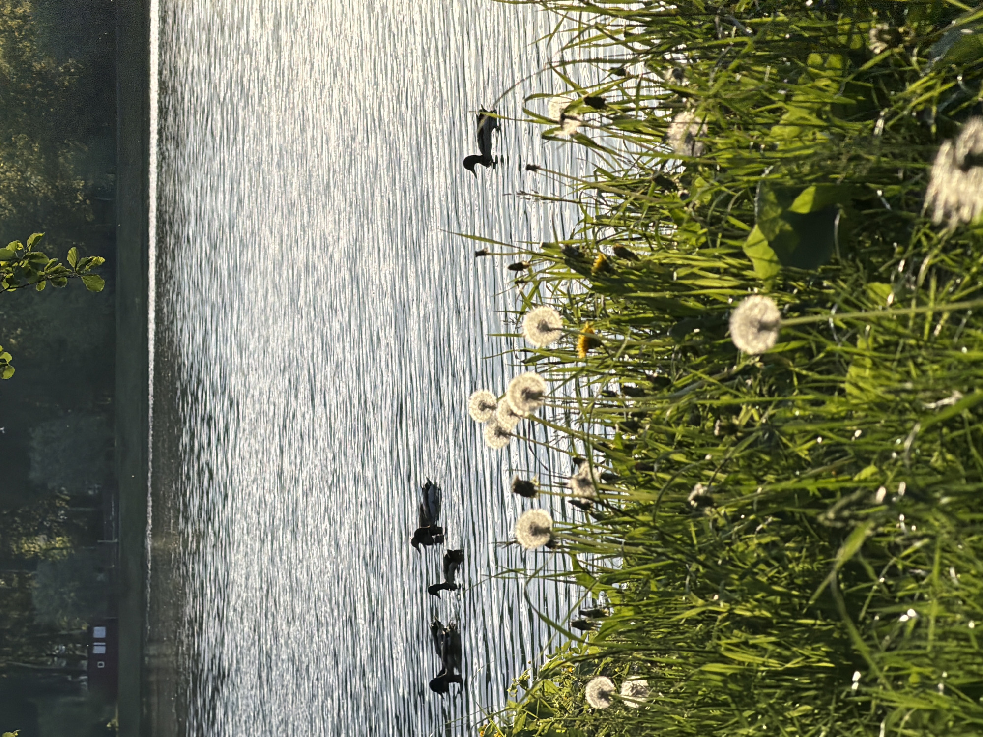 A horizontally oriented outdoor scene depicts a body of water, likely a lake or pond, bordered by a grassy area with dandelions. Four dark-colored birds, likely ducks or similar waterfowl, are visible swimming on the water's surface. The water reflects sunlight, creating a rippled texture. The grassy area is dense with green vegetation and numerous dandelions, some in full bloom with white seed heads. A structure, possibly a dam or a reinforced bank, is partially visible along the left edge of the water. A red building is also visible. The scene appears to be taken during daylight hours, likely in the Malakhovka area of Russia.