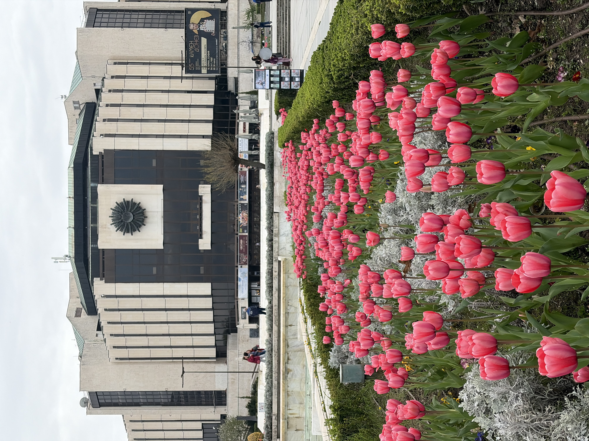 An outdoor vertical shot captures a vibrant urban scene, likely in spring, with a focus on a long bed of pink tulips. The image is taken during the daytime under an overcast sky, providing soft, diffused lighting.
In the foreground and midground, a meticulously maintained flowerbed stretches across the frame, dominated by numerous clusters of bright pink tulips in full bloom. Interspersed among the tulips are plants with silvery-white foliage and some green shrubs, creating a pleasant contrast. A paved pathway and what appears to be a decorative fountain or water feature separate the flowerbed from a large, imposing building in the background.
The building is a modern structure with multiple levels, featuring a facade composed of light-colored stone or concrete horizontal panels contrasting with dark, reflective windows. A distinctive circular, starburst-like architectural detail is visible on a prominent section of the building. Several people are scattered across the paved areas, some walking leisurely, others standing in small groups, enjoying the pleasant outdoor environment. Their activity suggests a typical day in a public space.
Visible text on a large banner affixed to the building reads "55 КАМЕН ДОНЕВ", "МОКОВИЦАТА ПРОСВЕТА", "АПРИЛ, СОФИЯ", and "20 ч. часа". This confirms the location as Sofia, Bulgaria, and suggests an event featuring "Камен Донев" in April. Other smaller posters and signs are also visible near the building entrance. The overall atmosphere is calm and inviting, highlighting the beauty of the blooming tulips against the modern architectural backdrop.