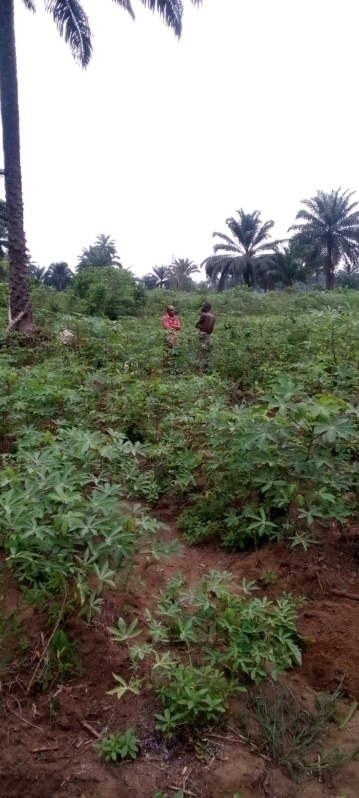 The image depicts a rural agricultural scene in Omagwa, Nigeria, under an overcast sky. The foreground and middle ground are dominated by a dense field of green plants, which appear to be cassava crops. The reddish-brown soil is visible between the plants.
In the middle ground, two individuals are standing amidst the crops, seemingly engaged in conversation. One person, an older man, wears a reddish-orange shirt and faces another individual. The second person, seen from the back, is shirtless and possibly younger, facing the first man.
Numerous tall palm trees are visible in the background, their fronds silhouetted against the light sky. A prominent, thick palm tree trunk stands on the far left of the foreground. The presence of palm trees and cassava plants strongly suggests a tropical or subtropical setting, consistent with the given location of Omagwa, Nigeria.
The time of day appears to be daytime, likely overcast, as indicated by the soft, diffused light and the uniform light grey sky, with no harsh shadows visible. The overall scene portrays daily life centered around farming in a tropical environment. There is no visible text in the image.