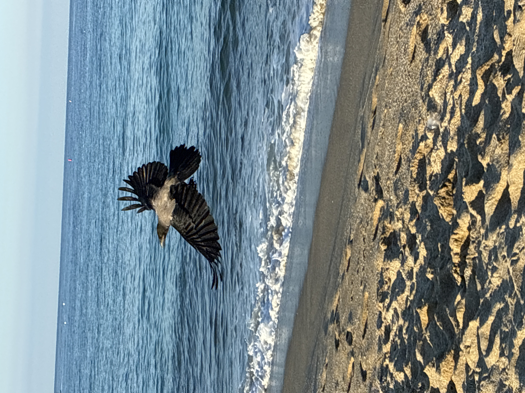 A crow in mid-flight is captured against a backdrop of the sea and the beach. The crow is positioned centrally in the frame, with its wings spread wide, showcasing the dark feathers against the lighter grey body. The sea, a vibrant blue, fills the upper portion of the image, with gentle waves lapping at the shore. The beach in the foreground is sandy, with ripples and shadows indicating uneven terrain. The lighting suggests it is daytime, possibly late afternoon given the shadows. No people or specific landmarks identifying Alanya, Turkey, are visible in the image.
