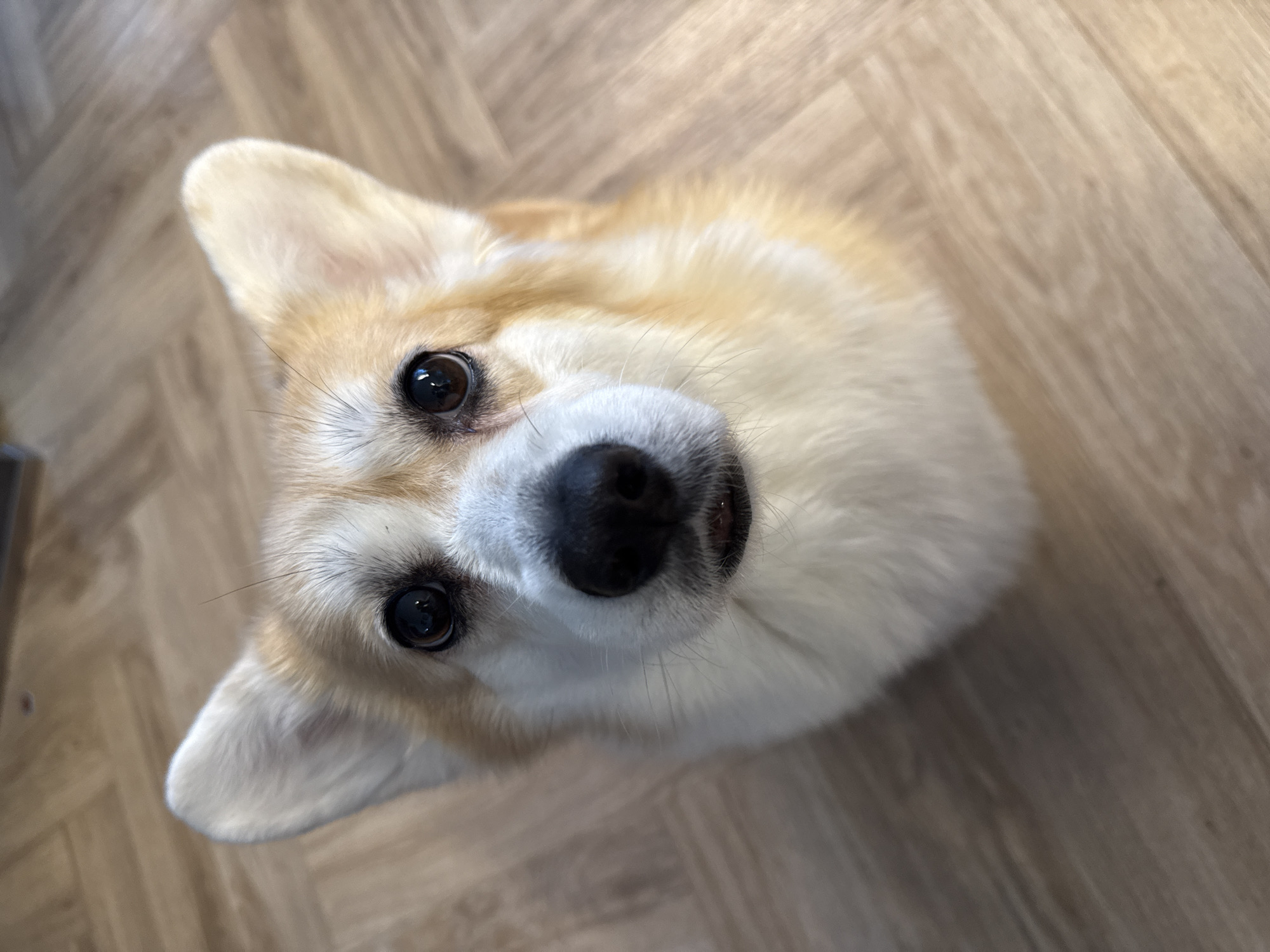 A close-up, high-angle shot captures the face of a Pembroke Welsh Corgi looking directly upwards towards the camera. The dog's head is slightly tilted, showcasing its prominent, dark, and expressive eyes that appear curious and attentive. Reflections are visible in its eyes. The Corgi has a black nose and its mouth is slightly open, revealing a hint of its tongue. Its fur is predominantly white around the muzzle, chin, and chest, with light tan or orange markings on its forehead, ears, and around its eyes. The background consists of a light-colored wooden floor laid in a herringbone pattern, indicating an indoor setting. The lighting is soft and even, highlighting the dog's features. No other subjects or text are visible in the frame. The scene takes place in Krasnoyarsk, Russia.
