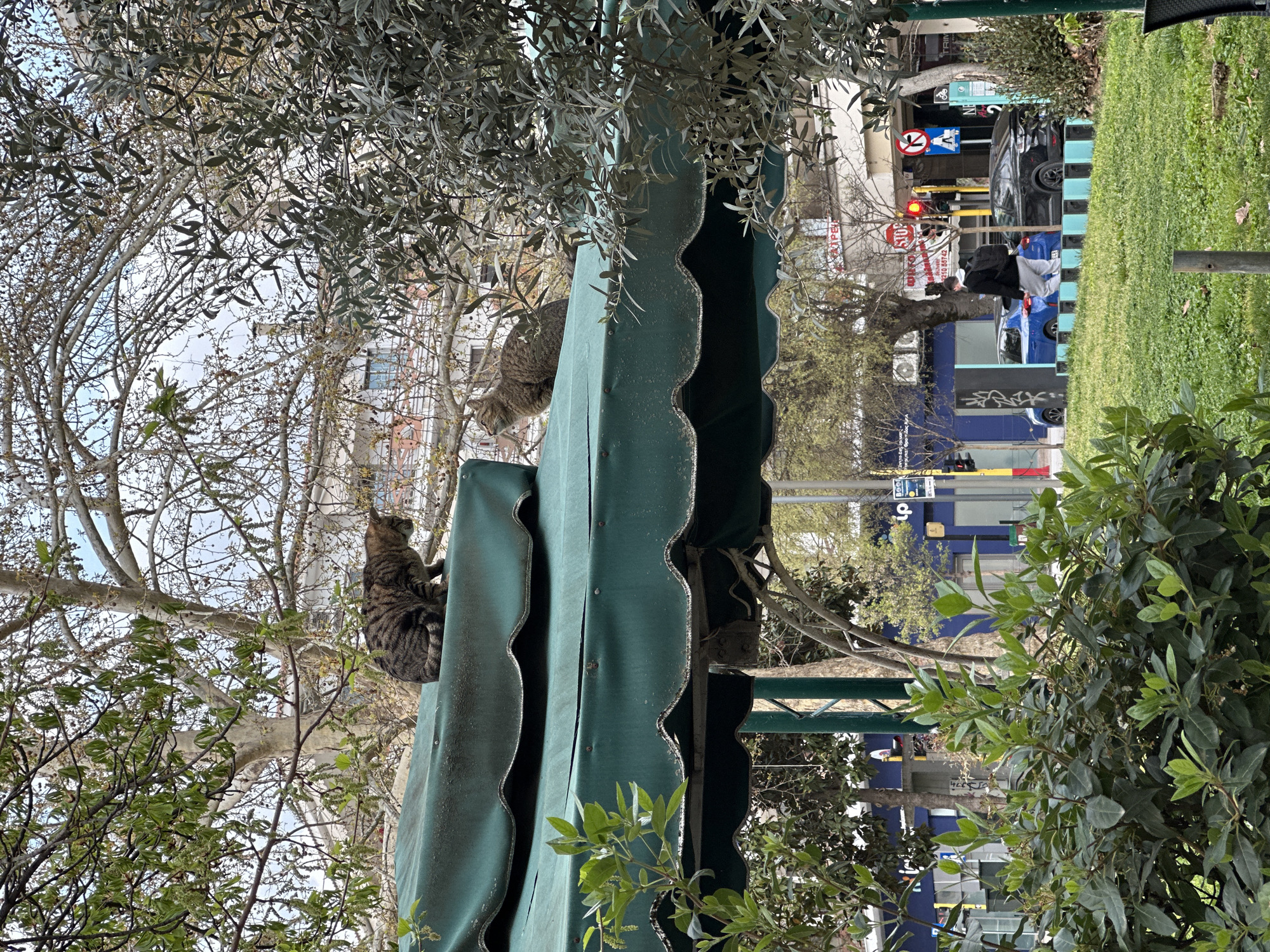 Two cats are perched on top of a green awning with scalloped edges, which is situated outdoors. The awning appears to be part of a building or structure located in the city of Serres, Greece. The cats are brown, and the awning is green. The sky is partially visible through bare branches of trees. In the background, there is a building with blue accents, various road signs, and a traffic light. There are also trees and grass visible in the background, indicating an urban setting, such as a park or sidewalk area.