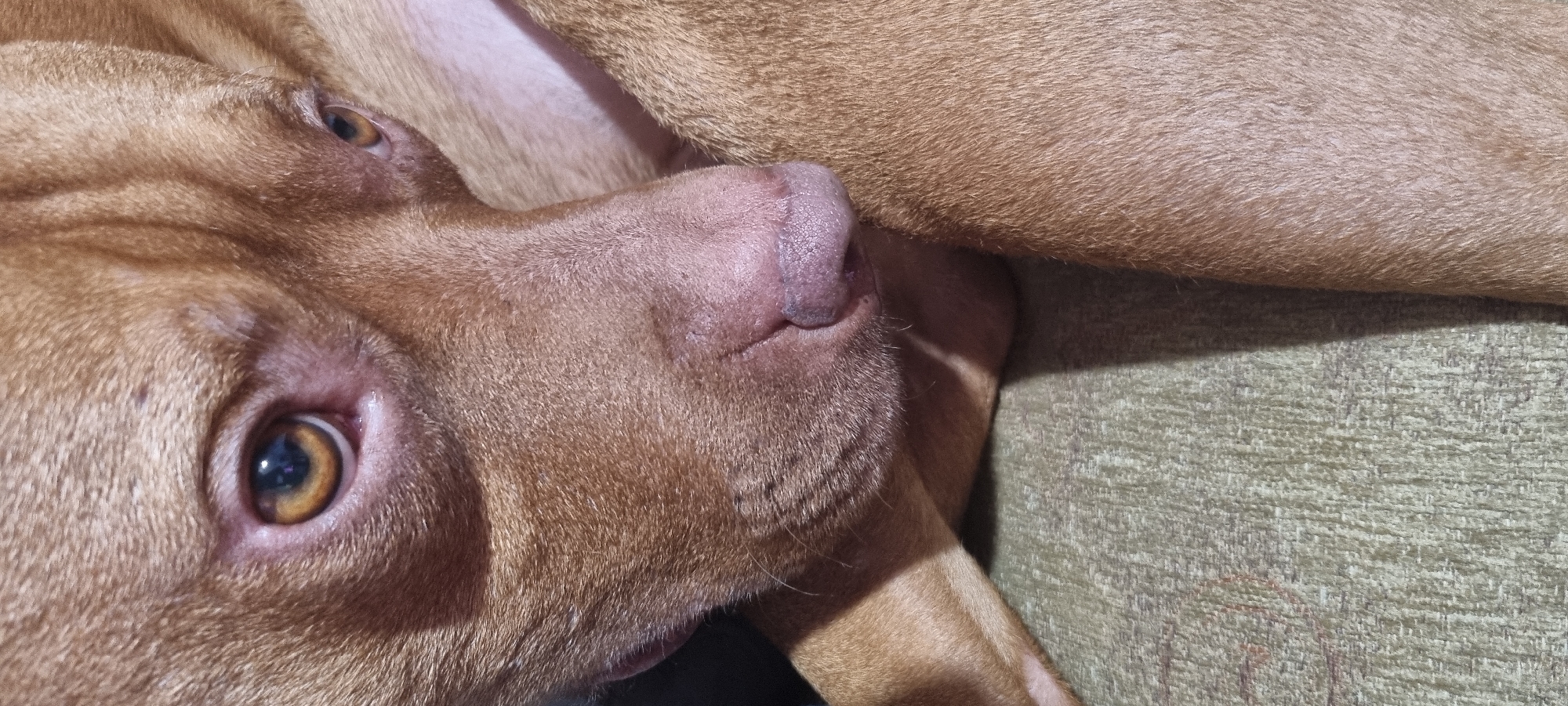 A close-up image shows the head and part of the body of a short-haired dog, likely a Pitbull or similar breed, with light brown or reddish-brown fur. The dog's head is tilted, and its large, attentive eye, with a distinctive amber-brown iris and a black pupil, is clearly visible, looking upwards and slightly to the left of the frame. Its pinkish-brown nose, which appears slightly textured and moist, along with its muzzle and cheek, are prominent features.
The dog appears to be resting comfortably indoors, possibly on a couch or upholstered furniture. A textured, light green or beige fabric, consistent with upholstery, fills the background and forms the surface beneath the dog's body. A shadow is cast from the dog onto this fabric, indicating depth and a light source from above or the right. The dog's fur is short and smooth, highlighting its facial contours. The overall scene suggests a calm and relaxed moment with a pet in a home setting. No text is visible in the image. The provided location context is Sofia, Bulgaria, though no specific visual cues link the image directly to this city.