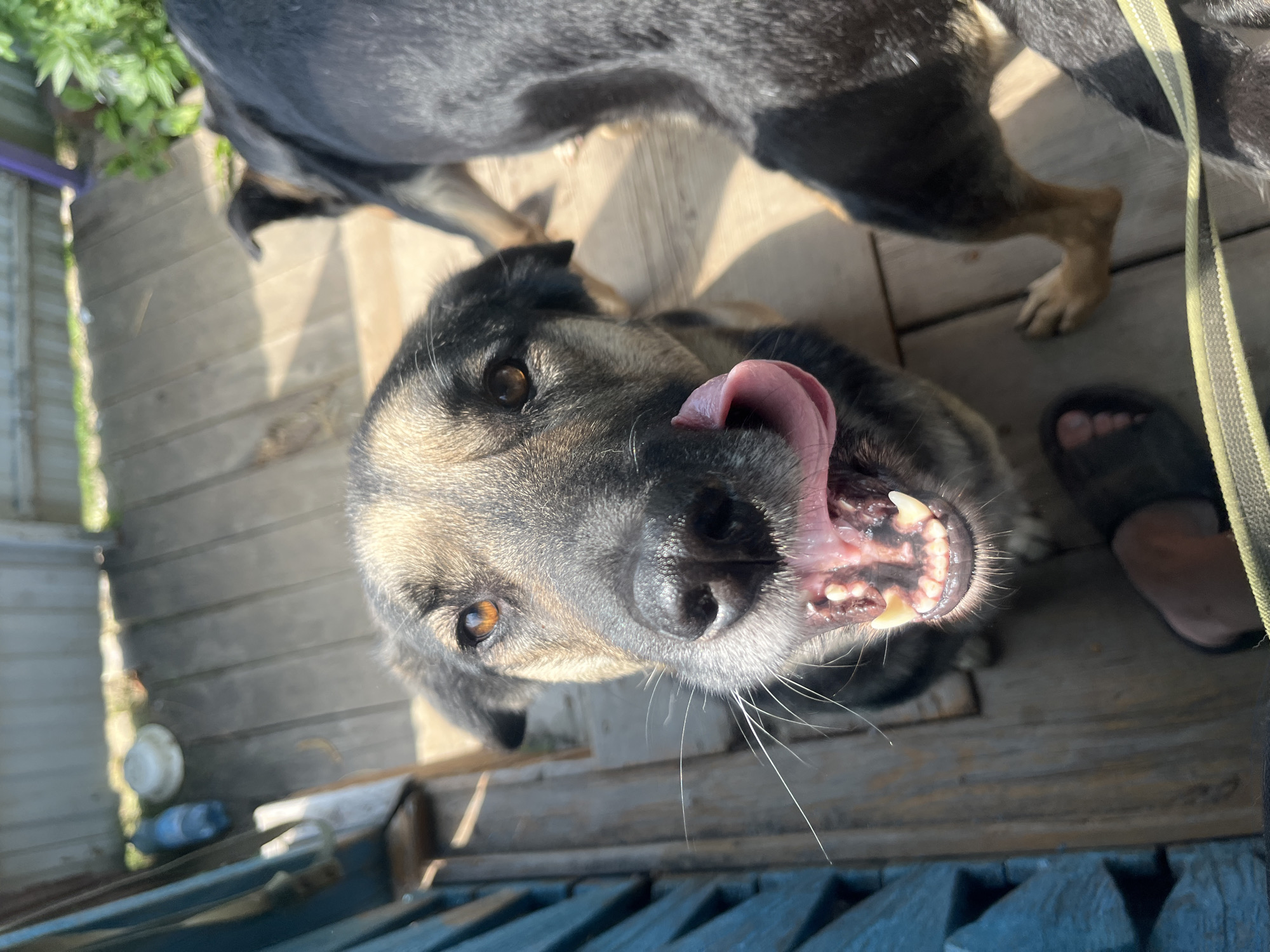 The image depicts a close-up view of a dog's face as it licks its lips. The dog has brown and black fur, with prominent whiskers and amber-colored eyes. Its mouth is open, revealing its teeth and tongue. In the background, another dog, mostly black, is visible from the hindquarters. The scene appears to be outdoors, on a wooden deck, with a light-colored wooden fence or structure behind the dogs. Sunlight is casting shadows on the deck. There are also some objects on the deck, including a blue plastic bottle and a white lid or dish. The presence of a human foot wearing a black sandal is also visible in the lower left corner of the image. There is no indication of the city of Nizhny Tagil, Russia in the image.