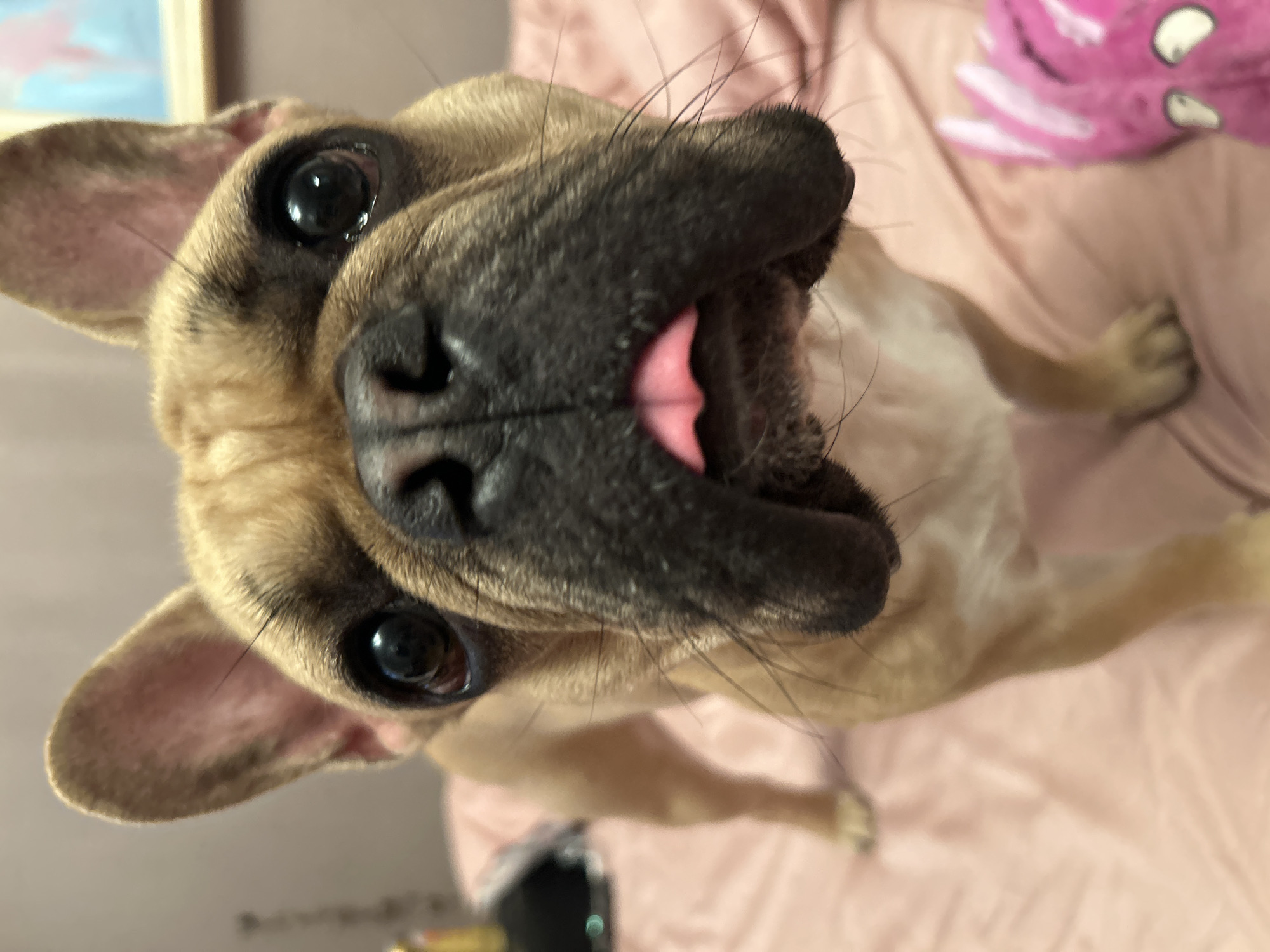 A fawn-colored French Bulldog stands on a pink surface, likely a bedspread, looking directly at the camera. The dog's tongue is peeking out from its mouth. Its large, dark eyes are prominent, and its ears are perked up. The background is blurred, but a framed picture is visible on the wall, and a pink object, possibly a toy, is on the right side of the frame. The lighting suggests an indoor setting. No specific location in Moscow, Russia, can be determined from the image.