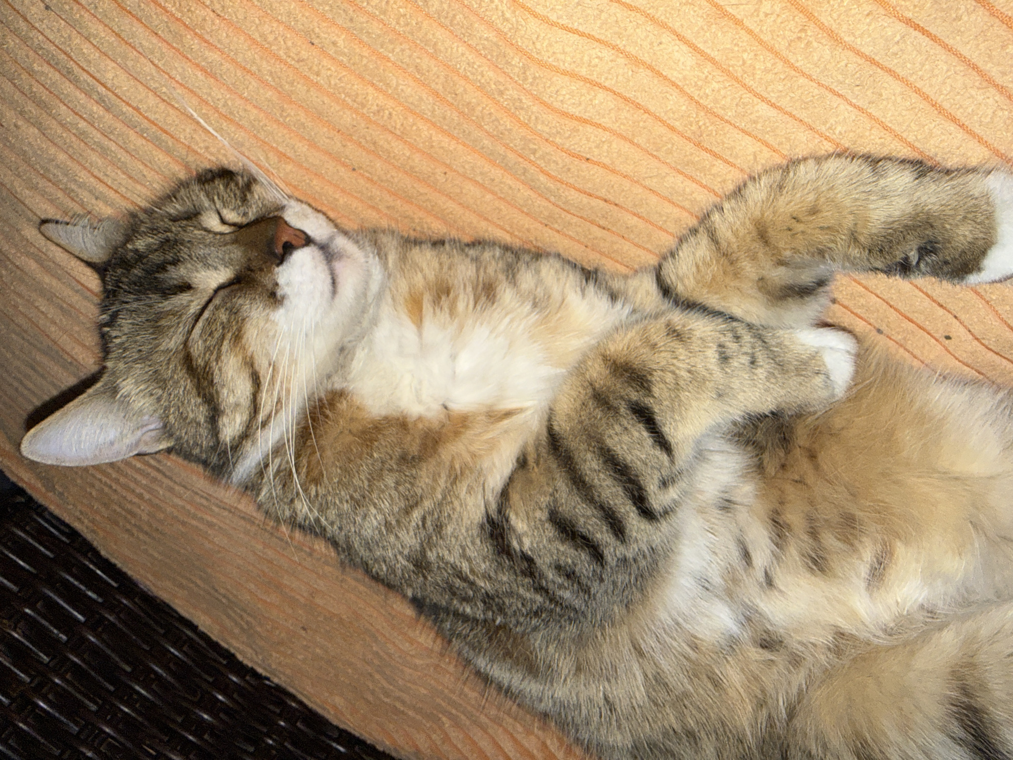A domestic tabby cat is captured sound asleep, lying on its back and side in an indoor setting in Dobrogled, Bulgaria. The cat exhibits a beautiful coat of brown, grey, and cream fur, adorned with distinct dark tabby stripes. Its chest and paws are white, and it has a delicate pink nose. Its eyes are closed, indicating a state of peaceful slumber, with its front paws gently curled and resting on its chest. The cat appears deeply relaxed, comfortable, and content.
The cat is resting on a light orange or tan colored fabric, which displays a subtle diagonal ribbed texture, likely a blanket or cushion. In the bottom-left corner of the image, a section of dark brown, intricately woven material is visible, suggesting a piece of furniture such as a wicker chair or sofa. The lighting is soft and even, consistent with an indoor environment during daytime. There are no people visible, nor any discernible text. The scene evokes a sense of tranquility and warmth.