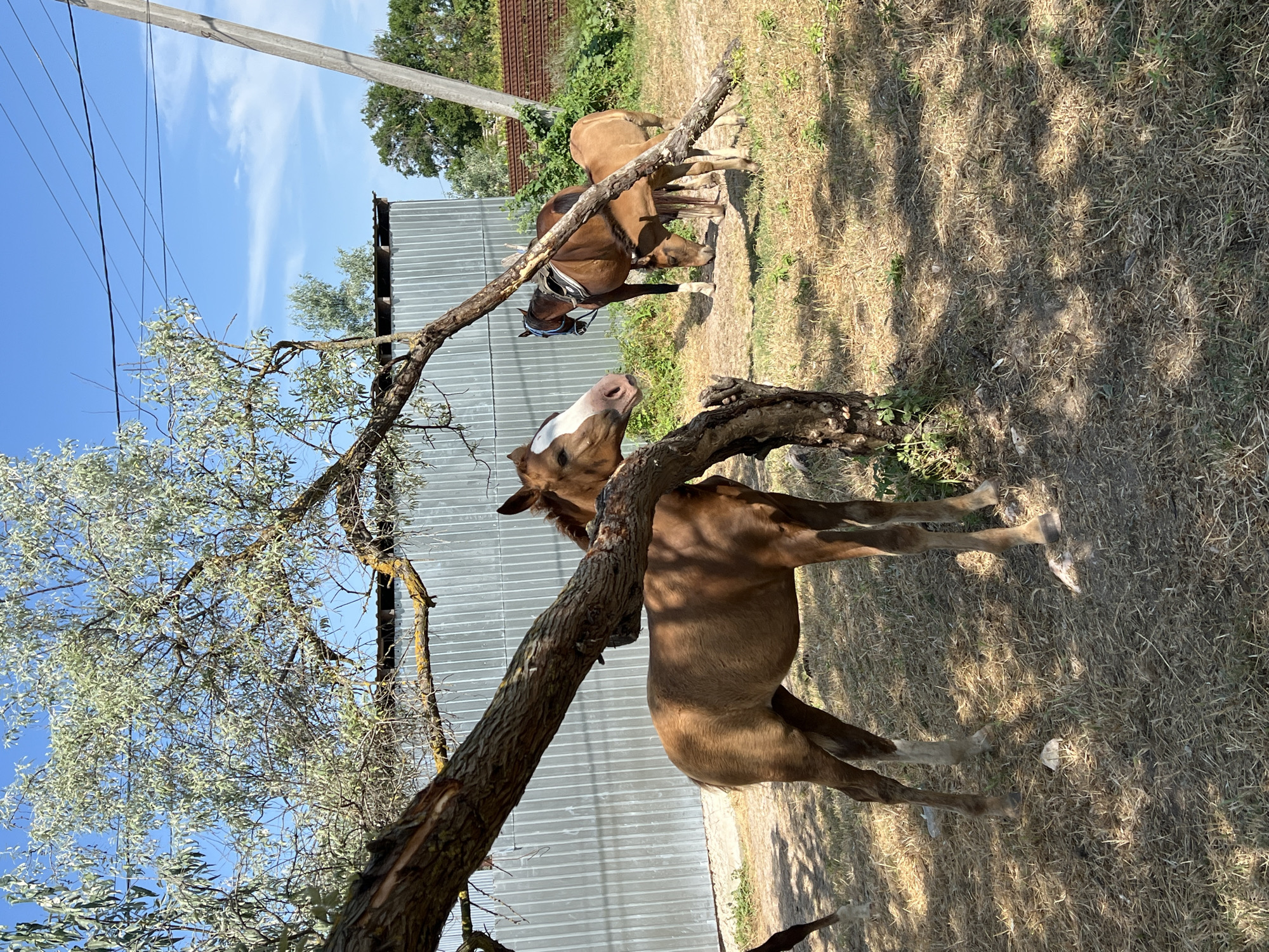 Two horses are in a dry, grassy outdoor area with a corrugated metal fence in the background. A large tree branch is in the foreground, bending and touching one of the horses. The horse closer to the camera is a light brown color with a white blaze on its face and is looking towards the camera. It is wearing a blue halter. The second horse is behind it and is a darker brown color. The sky is blue with some wispy white clouds, indicating it is daytime and likely sunny. There are also power lines visible in the upper left corner. The scene appears to be in a rural or semi-rural location, consistent with the provided location context of Мысовское сельское поселение, Ukraine. There is no visible text in the image.