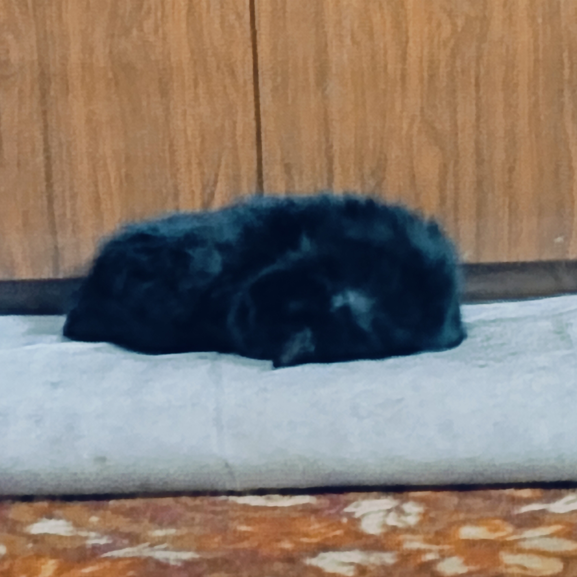A black cat is curled up and sleeping on a light-colored cushion. The cushion is placed on a patterned surface, likely a rug or carpet. In the background is a wooden wall or cabinet. The location of Буренка, Russia is not possible to determine from the image.