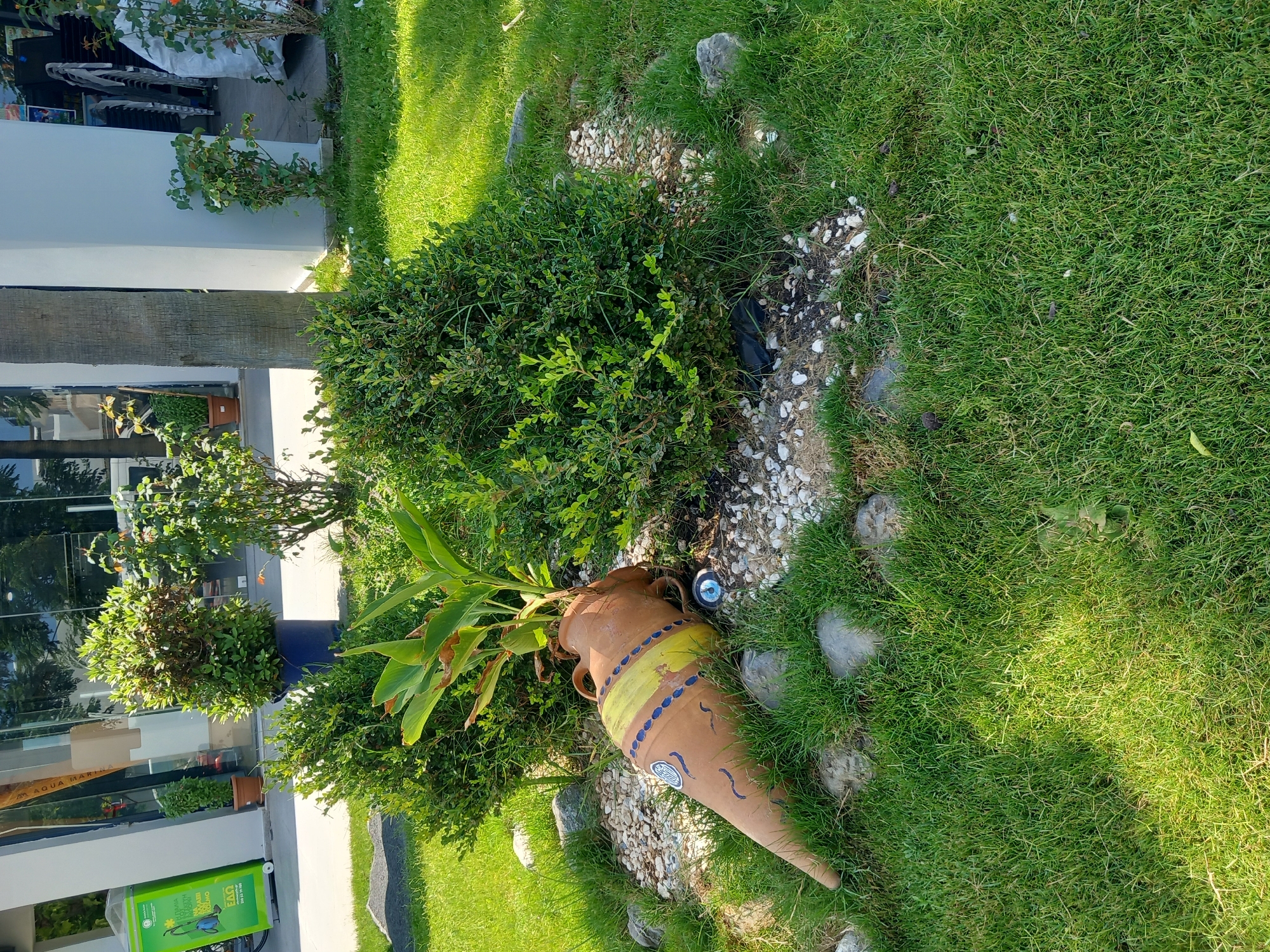 The image depicts an outdoor scene with a focus on a decorative garden arrangement. In the foreground, a large, overturned terracotta amphora lies on its side amidst grass and white pebbles. The amphora is decorated with yellow bands and blue circular patterns, with additional blue wave-like designs and a circular emblem on its body. A green plant with large leaves grows out of the amphora's opening. Several grey stones are scattered around the amphora and the surrounding vegetation.
Behind the amphora, two large, dense green bushes are partially visible. The environment appears to be a sunny day, with bright green grass covering the ground.
In the background, the scene transitions to a more urban setting. A white building with large glass windows forms the backdrop, suggesting it could be a shop or commercial establishment. A grey concrete pillar is also visible. A green recycling bin with text and an image of a vacuum cleaner is positioned to the left of the building. Further back, through the glass windows, stacks of folded white chairs are visible, along with other shop displays. A palm tree trunk is also present near the building. The overall impression is a manicured outdoor space adjacent to a commercial building.
Given the style of the amphora, the presence of the green recycling bin with Greek text, and the general aesthetic of the area, this scene is likely located in a town or city on a Greek island, such as Kos, Greece. The specific details like the recycling bin with Greek lettering and the architectural style of the building are strong indicators.