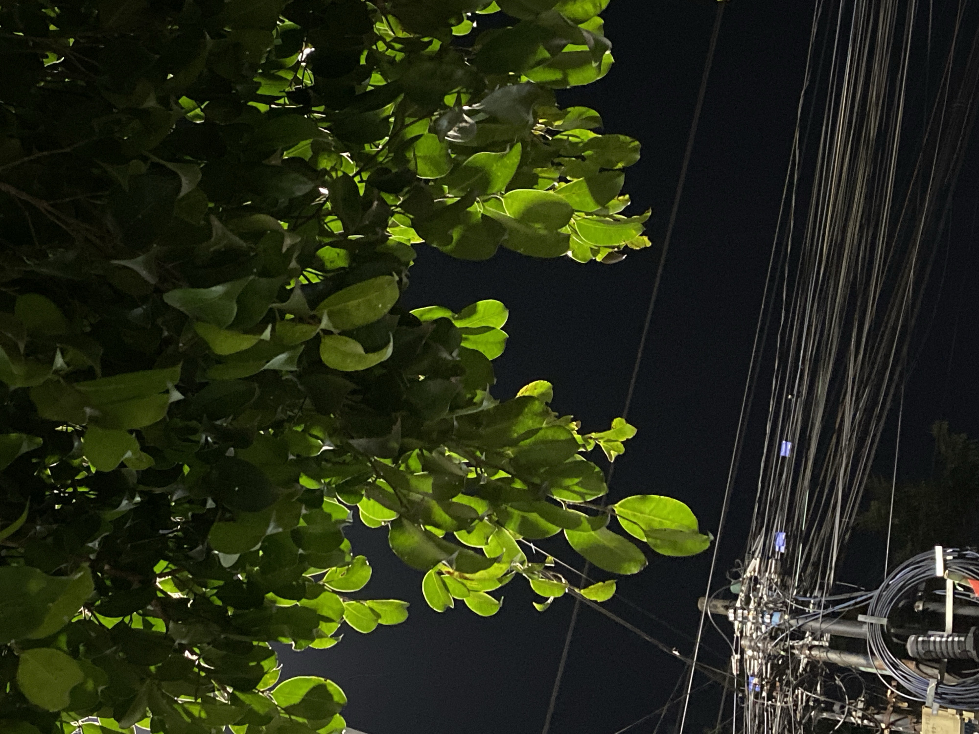 The image captures a low-angle view at night in Kasihan, Indonesia, looking upwards towards lush green foliage. The leaves are illuminated from behind by an unseen light source, creating a glowing effect. Below the trees, a dense network of electrical wires and a utility pole dominate the lower portion of the frame. The wires are intricately intertwined, suggesting a complex urban infrastructure. The background is a dark, inky black, typical of a nighttime scene. There are no people visible in the image. The overall impression is one of nature intertwined with the man-made elements of a city.