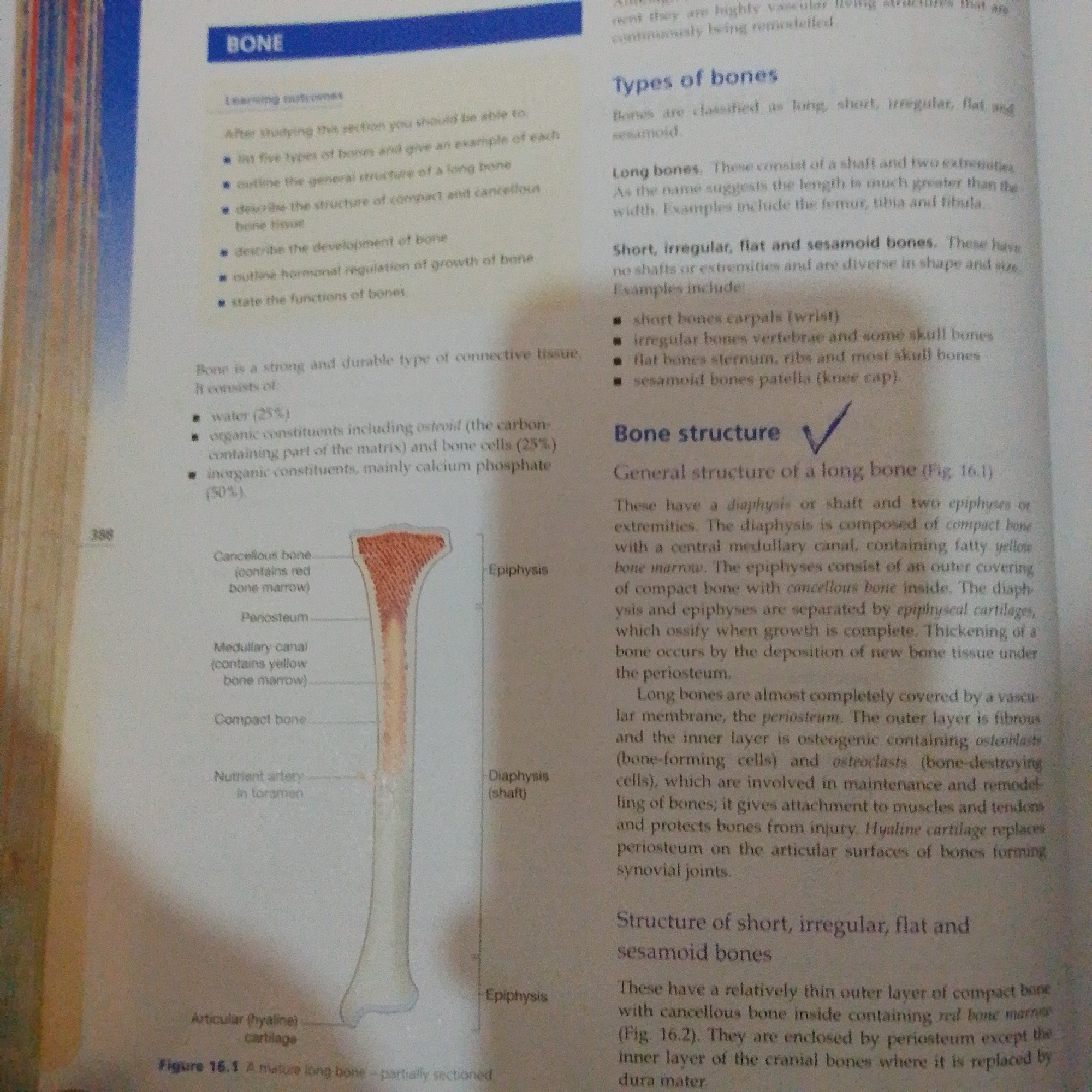 The image is a textbook page discussing bones. It features text about the learning outcomes related to bones, types of bones (long, short, irregular, flat, and sesamoid), and the general structure of a long bone. A diagram of a long bone is also present with labels such as epiphysis, diaphysis, periosteum, medullary canal, compact bone, nutrient artery, and articular cartilage. The page number "388" is visible. There is no information or visual representation of Jalingo, Nigeria in this image.