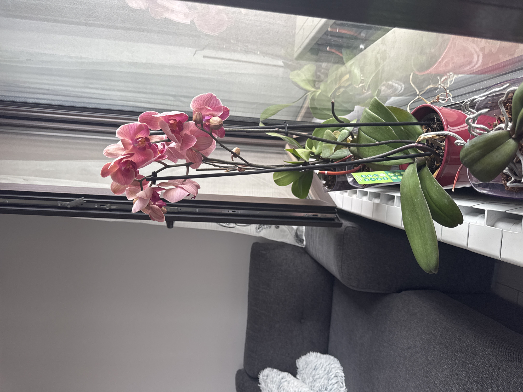The image depicts a close-up view of a pink orchid plant with multiple blooms and green leaves, placed on a white radiator near a window. The window has sheer curtains partially drawn. To the left of the orchid, a dark grey sofa with a fluffy white cushion is visible. The scene appears to be indoors, likely in a residential setting. The location is not specified in the image, so it cannot be determined to be in Sofia, Bulgaria.