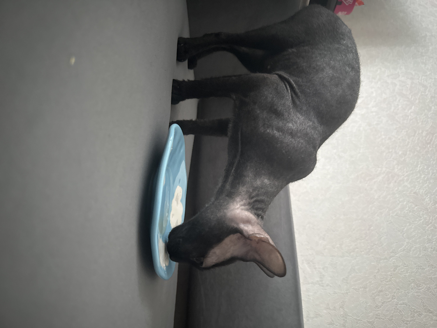 An indoor scene, likely within a home in Chaikovsky, Russia, captures a dark-colored Sphynx cat in the act of eating. The cat, which appears to be black or very dark grey and is hairless, is positioned on a flat, dark surface, possibly a couch or bed. Its head is lowered into a light blue ceramic plate, which holds a white, semi-liquid substance, likely food or a treat such as milk or wet food.
The cat's prominent ears are visible as it focuses on its meal. Its slender body extends across the dark surface, with its hindquarters and part of a light-colored, textured wall visible in the background. The lighting in the image suggests daytime, though no specific light source is apparent. The image portrays a tranquil moment of a pet feeding in a domestic environment. There is no visible text in the image.