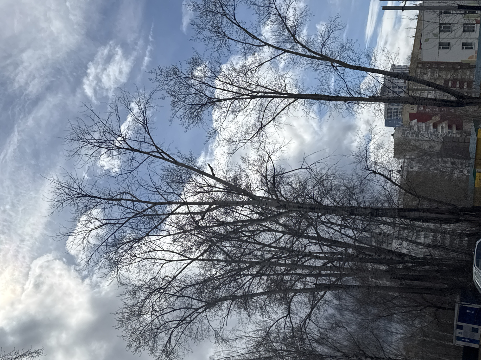 The image depicts a street scene in Perm, Russia, likely in early spring or late autumn, as the trees are bare of leaves. The view is oriented upwards, capturing the sky filled with a mix of white and grey clouds. In the background, there are several multi-story buildings with varied facades. Two prominent, leafless tree branches stretch across the upper portion of the frame. At the bottom right corner, there is a partial view of a parked vehicle and a blue and white signpost.