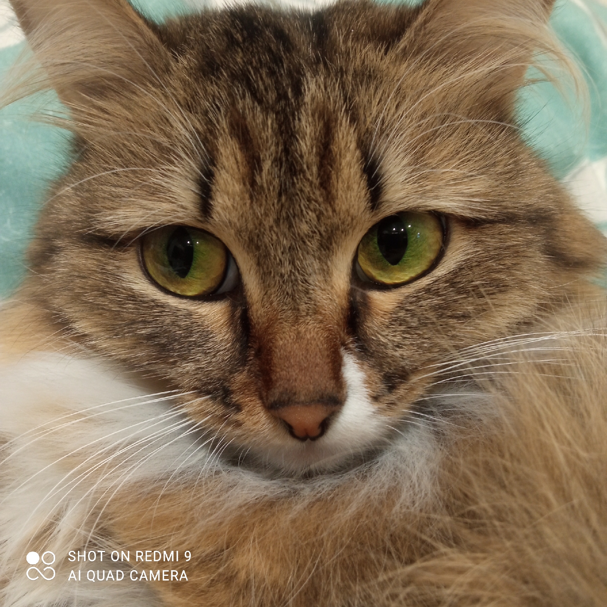 A close-up portrait of a brown tabby cat with green eyes and long fur, taken in an indoor setting. The cat's face fills the frame, showing its distinctive markings and white fur around its neck. The background appears to be a soft, light teal color. The watermark at the bottom indicates the image was taken on a Redmi 9 AI Quad Camera. There is no location information available to indicate this image was taken in Chaikovsky, Russia.