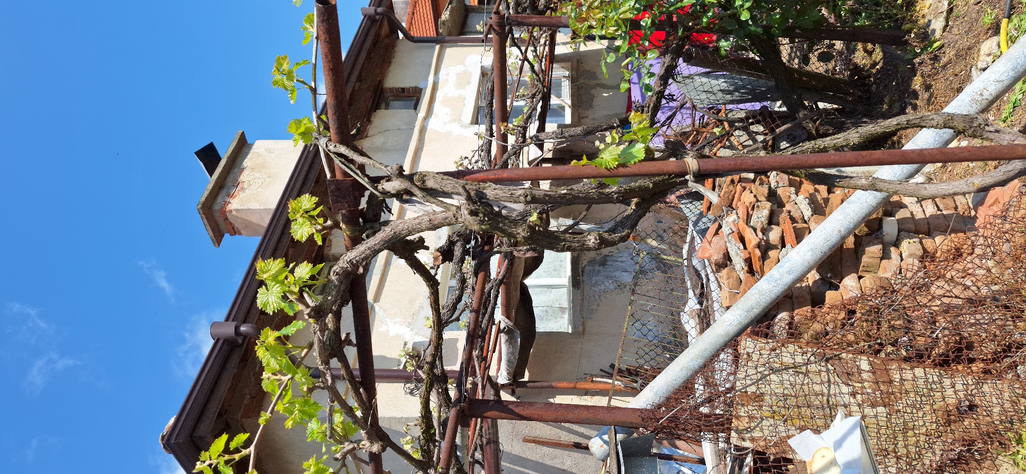 The image shows a weathered, possibly abandoned, building in what is presumed to be Katuntsi, Bulgaria. A rusted, makeshift structure, likely for vines, dominates the foreground. Vines with young green leaves climb the structure. Behind this, a dilapidated building with cracked stucco and exposed brick is visible. The windows appear old and possibly boarded up. The surrounding area shows signs of neglect, with piles of discarded bricks and other debris. The sky above is clear and blue. No people are visible. The overall impression is of decay and disuse.