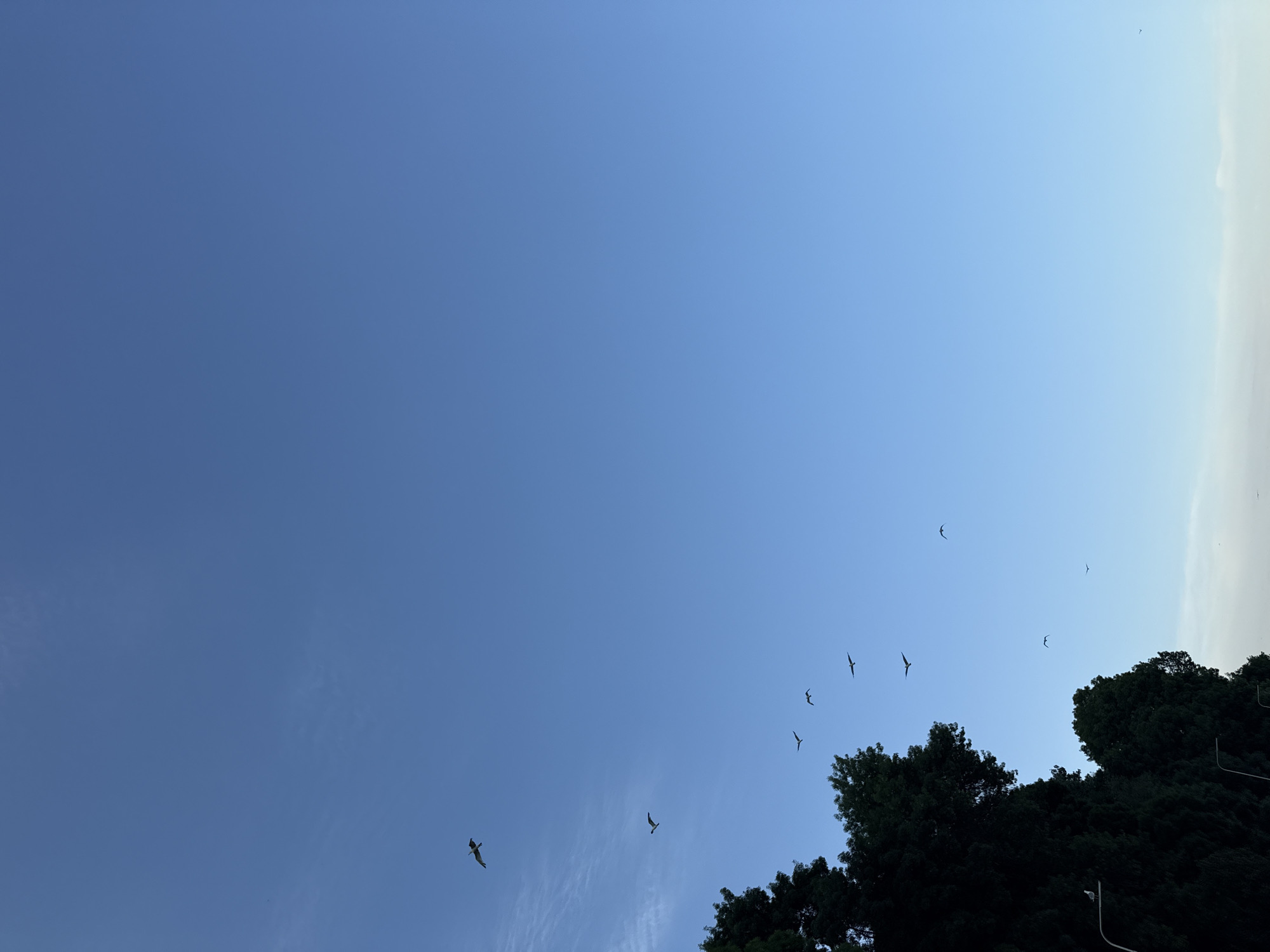 In a wide shot, a clear blue sky dominates the frame, with a gradient from a lighter hue at the bottom to a deeper blue at the top. Several birds are captured mid-flight, scattered across the sky. A flock of birds is arranged in a diagonal line, moving from the lower right towards the upper left. Individual birds are also seen in other parts of the sky. To the left of the frame, the dark silhouettes of lush green trees and foliage fill the lower portion, with a streetlight visible among them, having a single bird perched on it. The horizon is not visible.