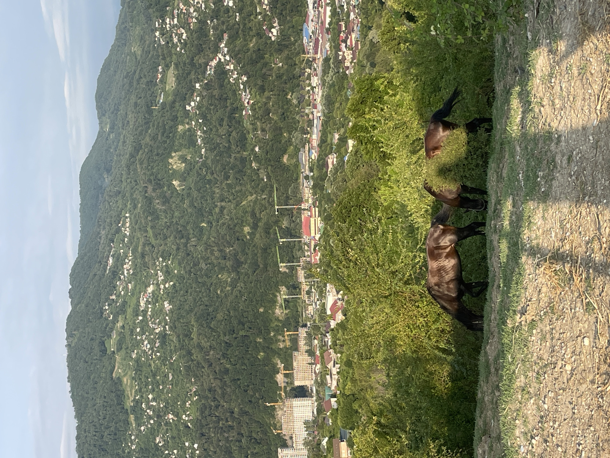 Two horses graze in a grassy field in the foreground. The field overlooks a valley with a town or city nestled in it, and beyond that, a densely forested mountainside. In the distance, buildings under construction, including high-rise structures and construction cranes, are visible. The sky is overcast with a few patches of blue. The image appears to be taken from an elevated position, offering a panoramic view of the landscape. The location is identified as Baranovka, Russia.