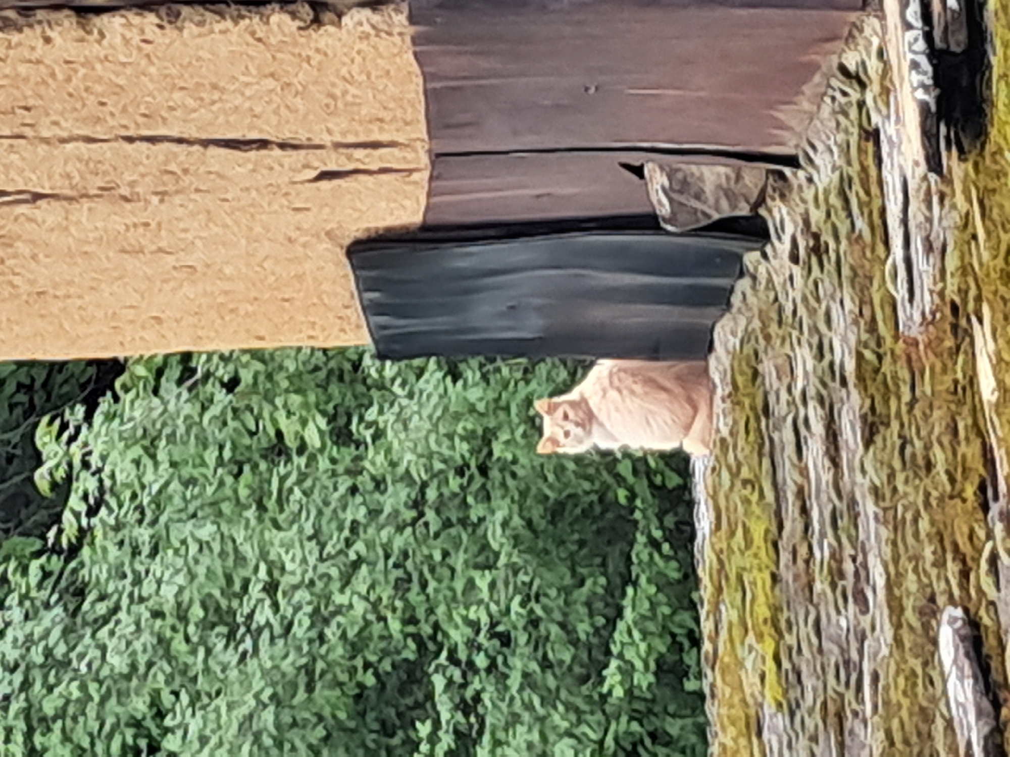 An image shows a light orange cat perched on a moss-covered structure, possibly a wall or building feature. The cat appears alert, with its face clearly visible. Behind the cat, there is dense green foliage, suggesting a garden or wooded area. Above the cat, portions of a building's construction are visible, with a brown, wooden section and a black, possibly metal, element. The location is Seykovtsi, Bulgaria, but the image lacks further details to confirm this, and no specific activities or human interaction are observable.