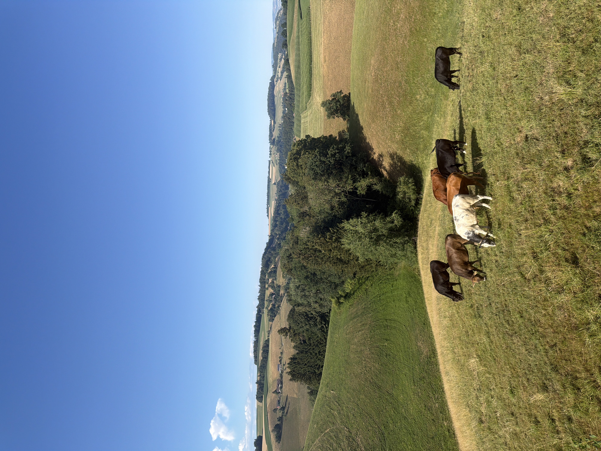 This image depicts a pastoral landscape in the vicinity of Ufhusen, Switzerland, under a clear blue sky. Rolling green hills dominate the foreground, with patches of dry grass and cultivated fields in the mid-ground. A small cluster of trees, including a dense patch of evergreens, breaks up the undulating terrain. In the distance, more rolling hills are visible, dotted with farmhouses and agricultural fields.
The primary subjects are a group of seven cattle grazing on a grassy hillside. There are at least two black cows, two brown cows, and one white cow with brown markings. The cows are positioned in the lower central portion of the image, scattered across the slope.
The environment is rural and appears to be a sunny day. The landscape suggests a working farm or pasture land. There are no people visible in the image. The overall impression is one of serene rural life.