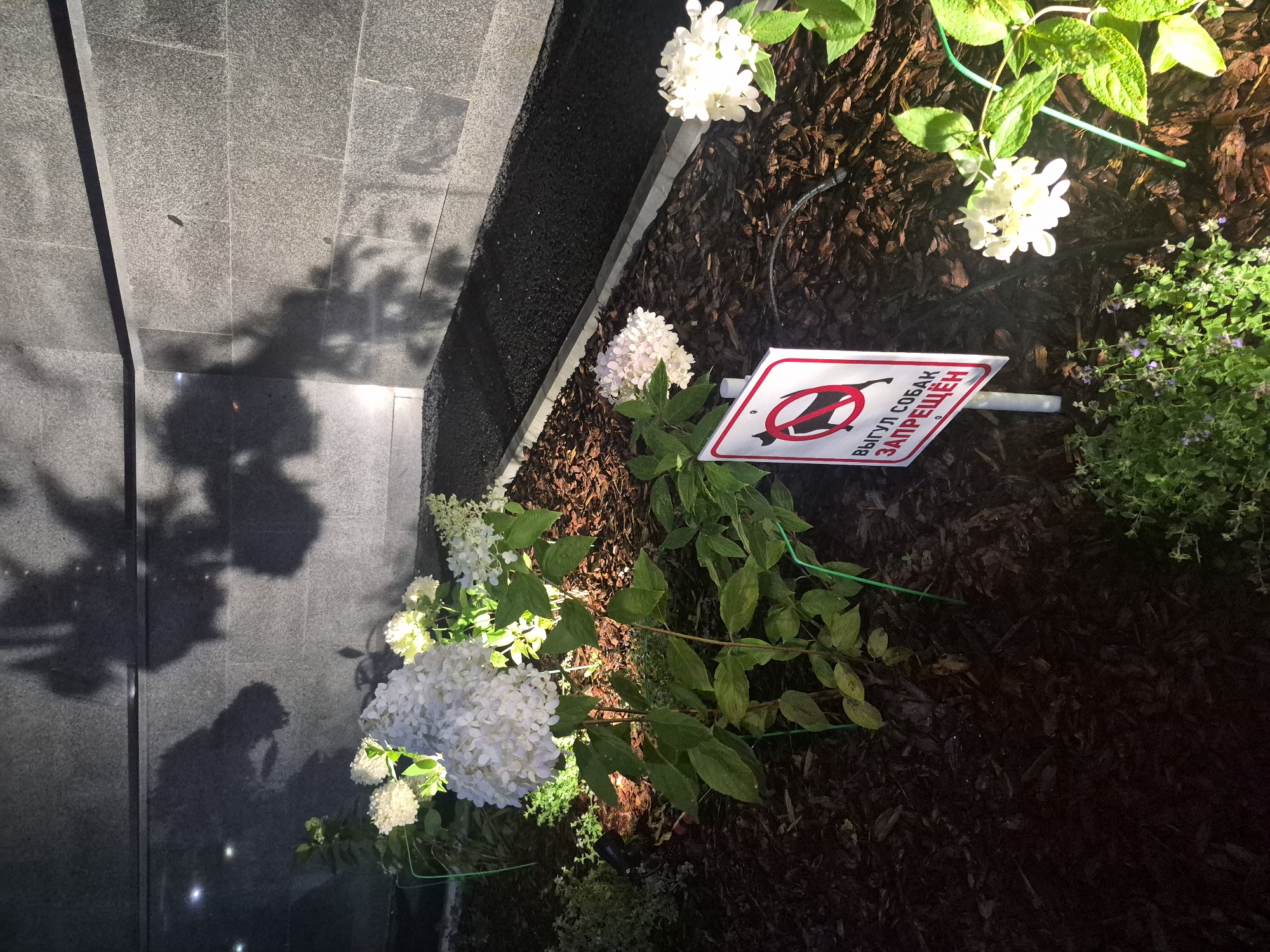 The image depicts a nighttime scene in front of a modern building with a grey, granite-clad facade. The facade is illuminated by subtle lighting, casting tree shadows on the wall. In the foreground, a landscaped garden bed is visible, covered in dark mulch. Several white hydrangea bushes are planted in the bed, some with large, full blooms, while others are smaller.
A prominent object in the garden is a white, rectangular sign with a red border. The sign features a black pictogram of a dog with a red circle and slash through it, indicating that dogs are prohibited. Below the pictogram, text in Cyrillic reads "ВЫГУЛ СОБАК ЗАПРЕЩЁН," which translates to "Dog walking is prohibited."
Small green plants with tiny purple flowers are growing in the foreground and to the left of the sign. A black, outdoor spotlight is partially visible near the green plants. The ground surface adjacent to the garden bed appears to be dark, granulated material, possibly rubberized asphalt or similar. The scene suggests an attempt to maintain a clean and manicured public or private space. The location is identified as being in Yekaterinburg, Russia.