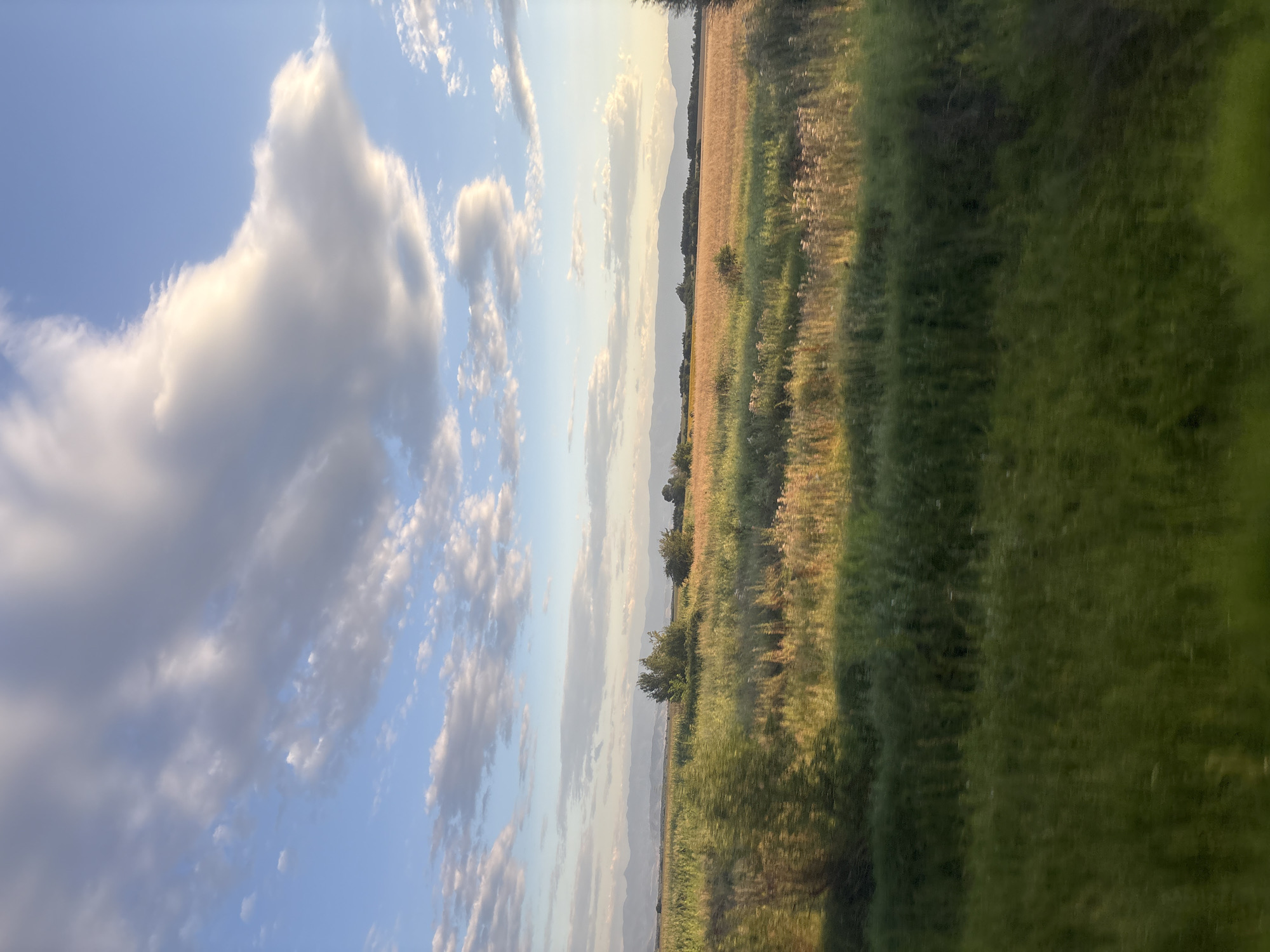 The image displays a landscape scene with a field of tall grasses and crops, illuminated by soft sunlight. In the foreground, the vegetation is a vibrant green, with a blur indicating movement. The middle ground features a field of golden-brown grasses, likely crops or dried vegetation, catching the light. In the background, a range of hazy blue mountains stretches across the horizon under a sky filled with scattered clouds. A few scattered trees are visible in the middle ground as well. The overall impression is one of a rural setting, possibly a farm field. The location is the outskirts of Saedinenie, Bulgaria.