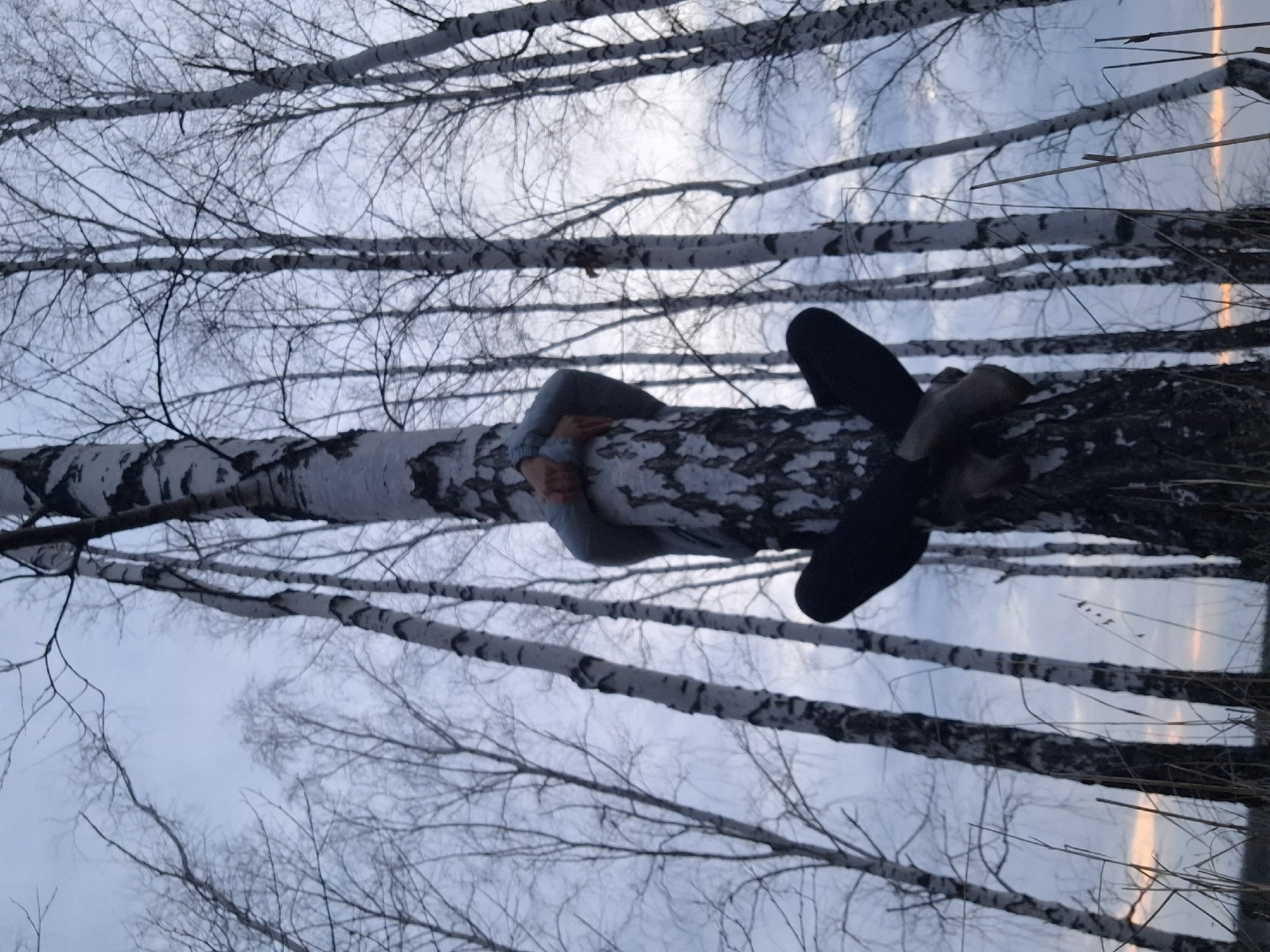 A person is lying prone on a birch tree trunk amidst a birch forest. The individual is wearing dark pants and a light-colored top. Their legs extend to the right, and their arms are wrapped around the tree trunk. The birch trees are characterized by their white bark and lack of leaves. The sky is visible between the trees. The location is Елец-Маланино, Russia.