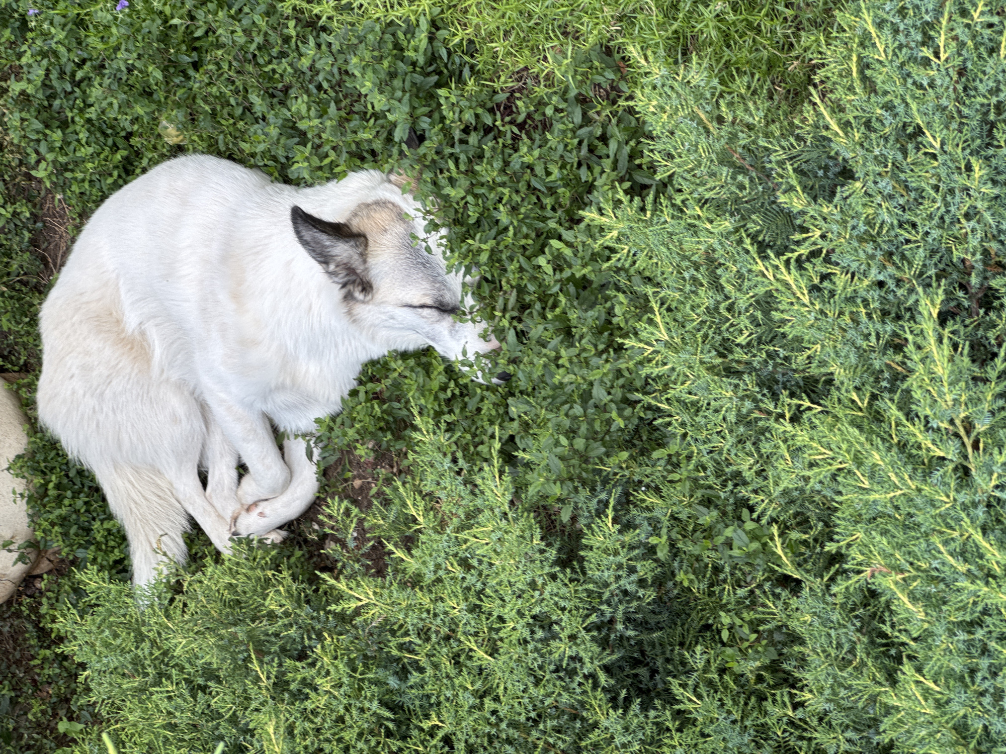 A top-down, medium shot captures a white dog with tan and black markings sleeping soundly amidst lush green foliage. The dog is curled on its side, with its paws tucked neatly beneath it. Its eyes are closed, suggesting a peaceful slumber. The dog's fur appears soft and fluffy, with a mix of white and lighter tan tones on its body, while its ears and a patch of fur on its back exhibit darker tan and black coloration. The setting is outdoors, with the dog nestled among various types of green plants and bushes. A large, pale rock is visible to the left of the dog. The sunlight suggests it is daytime, and the dense greenery indicates a possibly warm and humid environment. The scene conveys a sense of tranquility and comfort, with the dog appearing relaxed and at ease in its natural surroundings. No text is visible in the image.