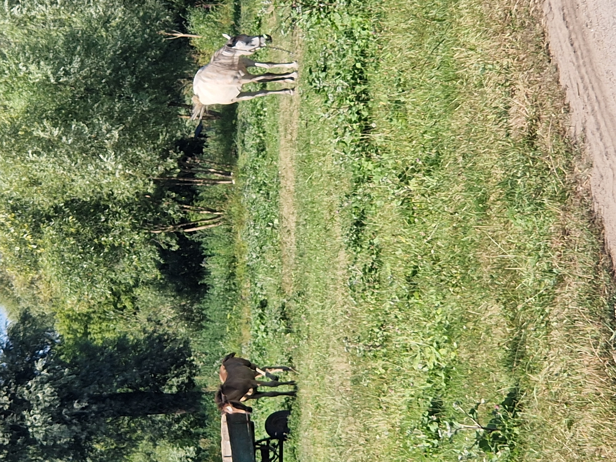 The image depicts an outdoor scene with two horses in a grassy field, with trees and foliage in the background. On the left, a dark-colored horse stands near a cart. On the right, a lighter-colored horse is grazing. The environment suggests a rural or semi-rural setting, possibly a pasture or a farm. There are no people visible in the image. The weather appears to be clear and sunny, based on the lighting. The ground is covered in green grass with some patches of dried vegetation.