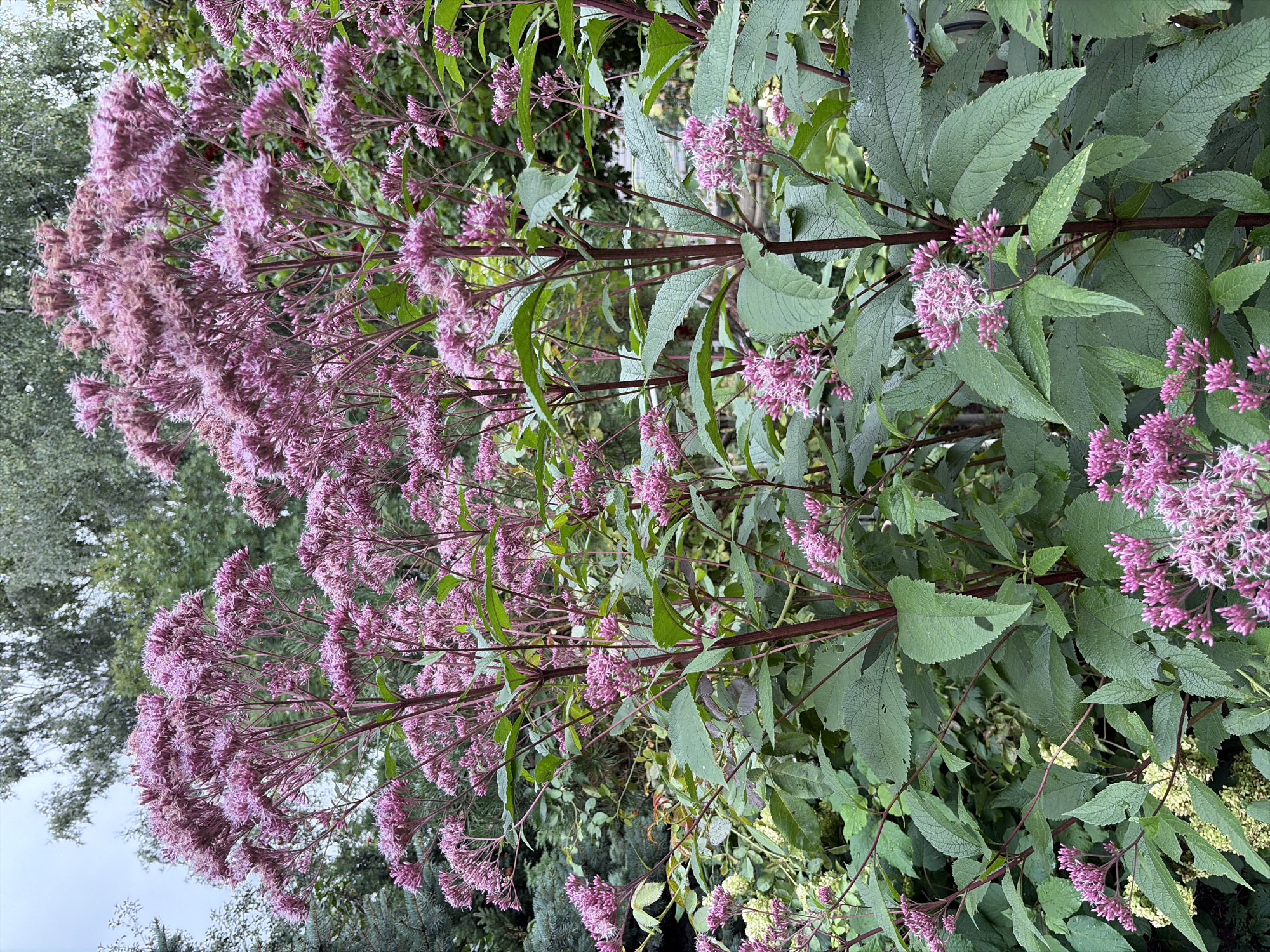 The image displays a dense cluster of Eupatorium purpureum, commonly known as purple coneflower, in full bloom. The flowers are a vibrant pinkish-purple, forming fluffy, elongated plumes at the tops of tall, sturdy stalks. The stalks are a deep reddish-brown, providing a strong visual contrast to the softer hues of the blossoms. Large, lance-shaped leaves, a rich green, are abundant throughout the plant, some showing signs of natural wear with minor blemishes. The background is a blur of natural foliage, suggesting an outdoor setting. The lighting indicates an overcast or diffused daylight, preventing harsh shadows and creating a soft, even illumination. The scene is devoid of any human presence or man-made structures, presenting a natural, uncultivated garden or wild growth. The location is identified as being within the city of Balashikha, Russia.