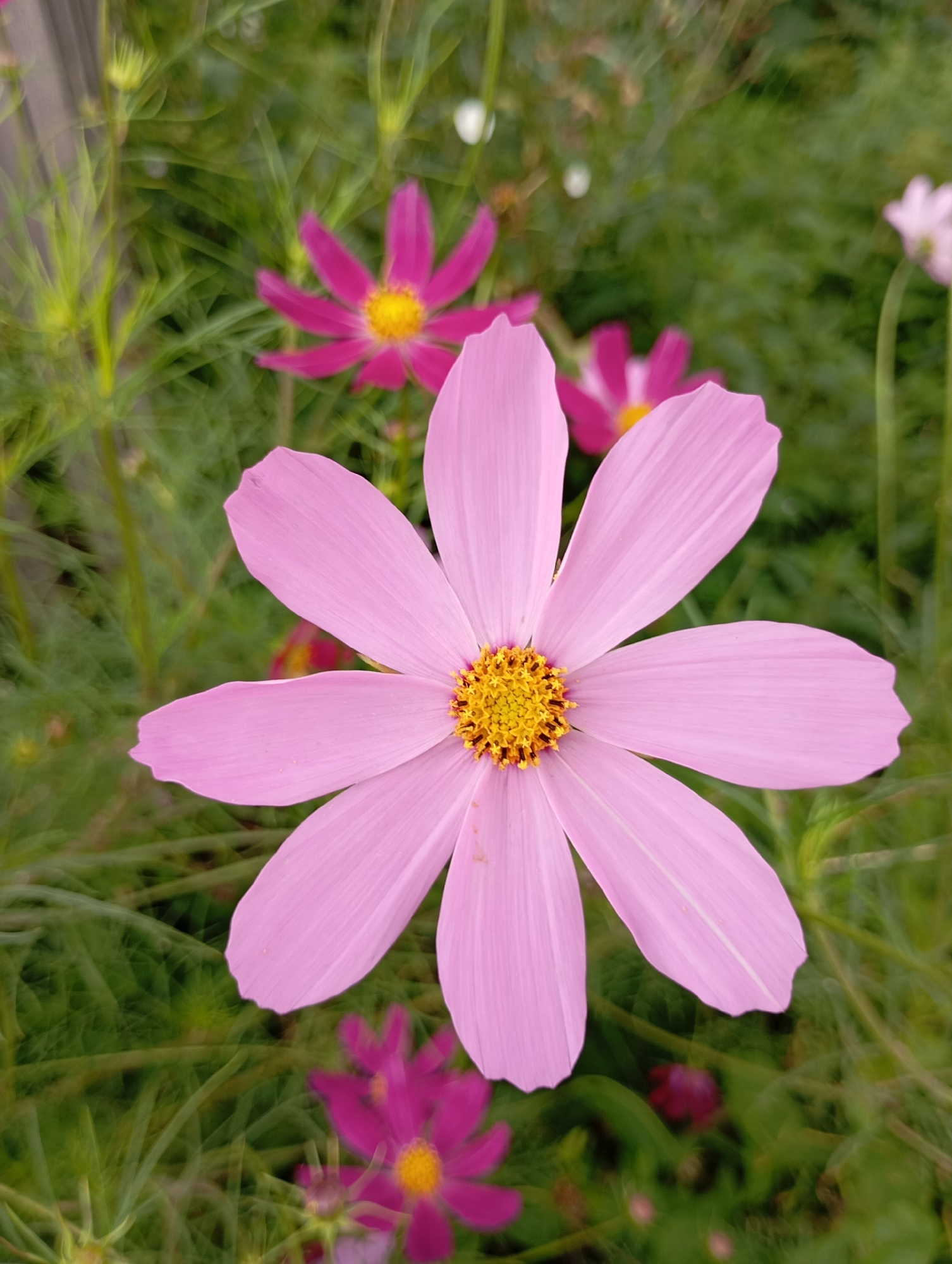 A close-up, slightly blurred photograph captures a cluster of pink cosmos flowers in a garden setting. The foreground is dominated by a large, pale pink cosmos flower with seven visible petals radiating from a yellow and brown center. Its petals are delicately veined and have slightly serrated edges. In the background, several other cosmos flowers are visible, including a deeper pink one with a yellow center and a smaller, out-of-focus pink flower. The flowers are surrounded by green foliage, which is also softly blurred, giving the impression of movement or wind. The overall lighting is natural and diffused, suggesting an outdoor scene during the daytime. The image does not contain any information to indicate its location in the city of Fokino, Russia, or any other specific geographical area.