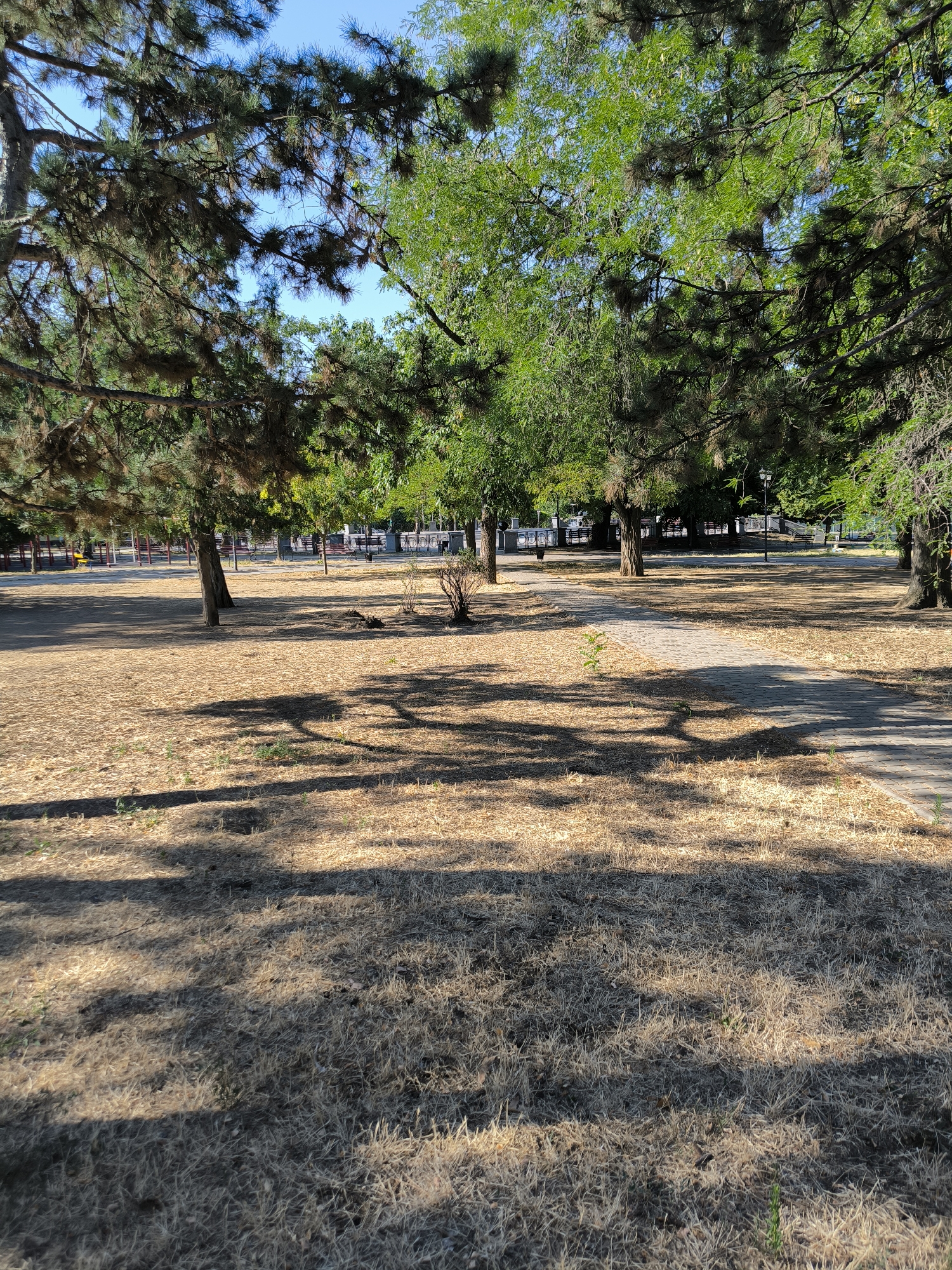 The image depicts a park area in Mykolaiv, Ukraine, under a clear blue sky. The ground is covered with dry, light-brown grass and scattered leaves, suggesting a dry season. A paved pathway, made of light-colored interlocking stones, meanders through the park. Tall trees with dense green foliage dominate the scene, casting dappled shadows on the ground. In the background, there are glimpses of park amenities such as benches, lampposts, and playground equipment. The overall atmosphere is one of a quiet, sun-drenched public space.