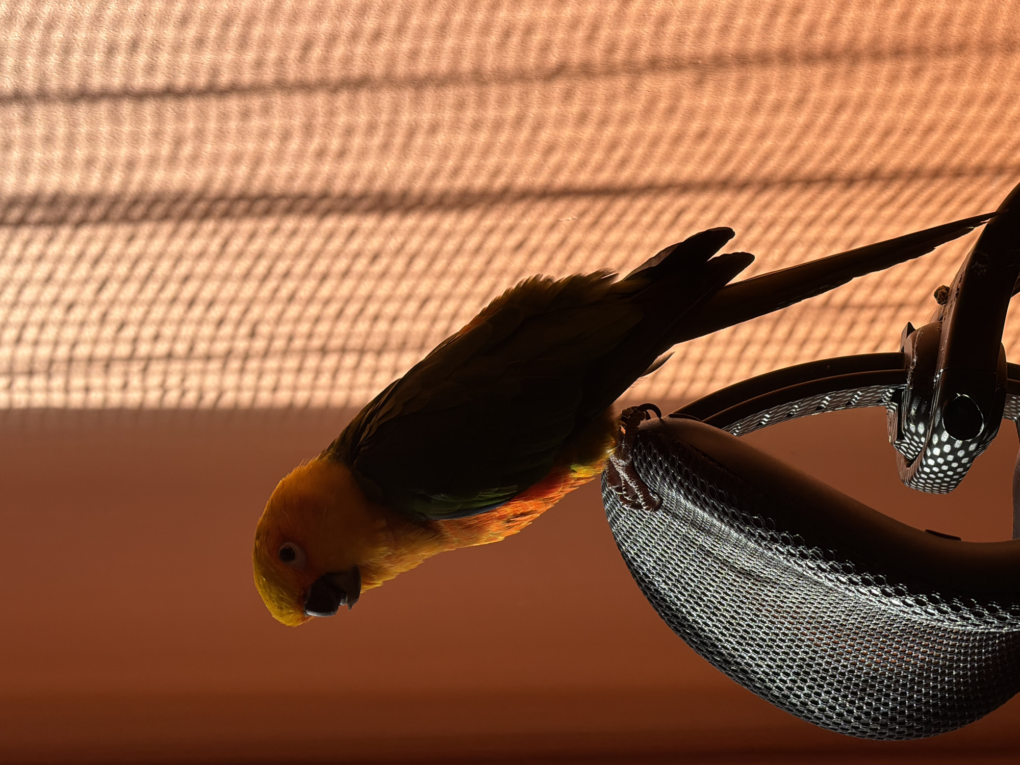 An indoor, low-angle shot from Khimki, Russia, features a vivid parrot perched on a dark, mesh-textured armrest or headrest of a chair. The bird, likely a Sun Conure, is angled downwards and to the left, its bright yellow head and orange chest contrasting with its mostly silhouetted green-blue body and tail feathers. Its dark eye and beak are clearly visible, conveying a sense of curiosity as it gazes downwards.
The background is a warm, light-colored wall, illuminated by natural light entering from an unseen window. Distinct, repeating grid-like shadows are cast across this background, suggesting sunlight filtering through a textured window blind or screen. This dramatic backlighting creates a striking contrast, highlighting the bird's colorful head and upper body while rendering much of its form and the chair in deep shadow. The strong shadows and warm glow indicate that the photograph was taken during a time of day when direct sunlight enters the room, such as morning or late afternoon. There is no visible text in the image.