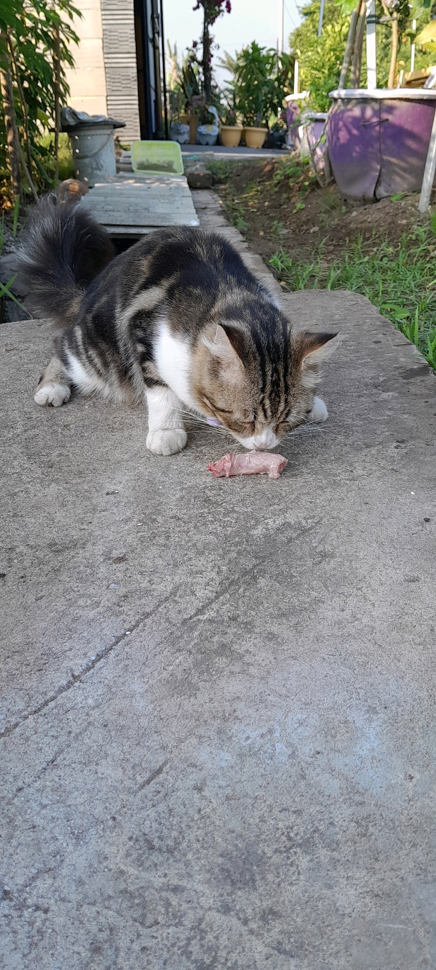 A tabby cat is shown outdoors in Bendungan, Indonesia, with its head lowered to eat a piece of raw meat on a concrete surface. The cat is in the foreground, with its body partially visible as it focuses on the food. In the background, there is a building, some plants in pots, and overgrown vegetation. The overall scene depicts a naturalistic moment of a domestic animal feeding in its environment.