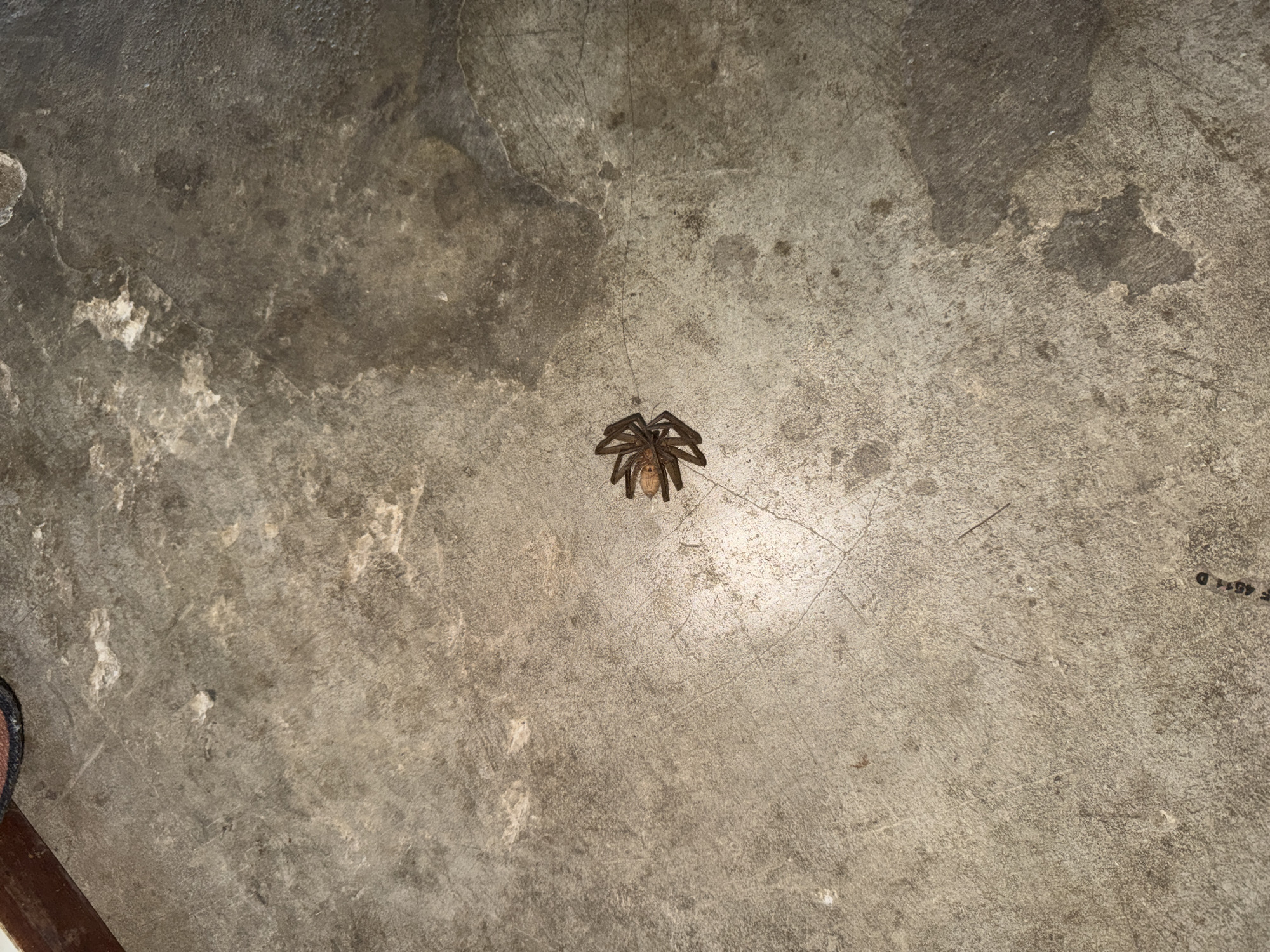 A spider is on a concrete floor in Si Sunthon, Thailand. The spider is brown and has eight legs. It is in the center of the frame. The floor is gray and textured, with some lighter and darker patches. There is a dark reddish-brown object in the upper left corner of the image that appears to be part of a rug or mat.