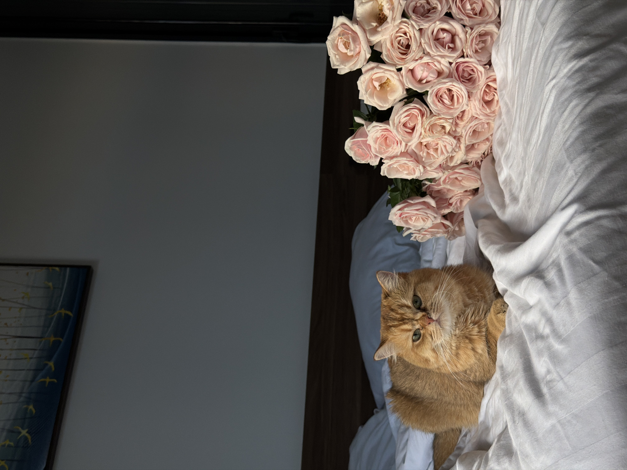A golden-colored cat with green eyes is lying on a white-sheeted bed. The cat is facing the camera, with its front paws crossed. To the right of the cat is a large bouquet of pink roses. The background consists of a wall with a painting and a dark curtain. The scene appears to be indoors, likely in a bedroom, with natural light coming from the left. The location is not specified as Đà Nẵng, Vietnam in the image.