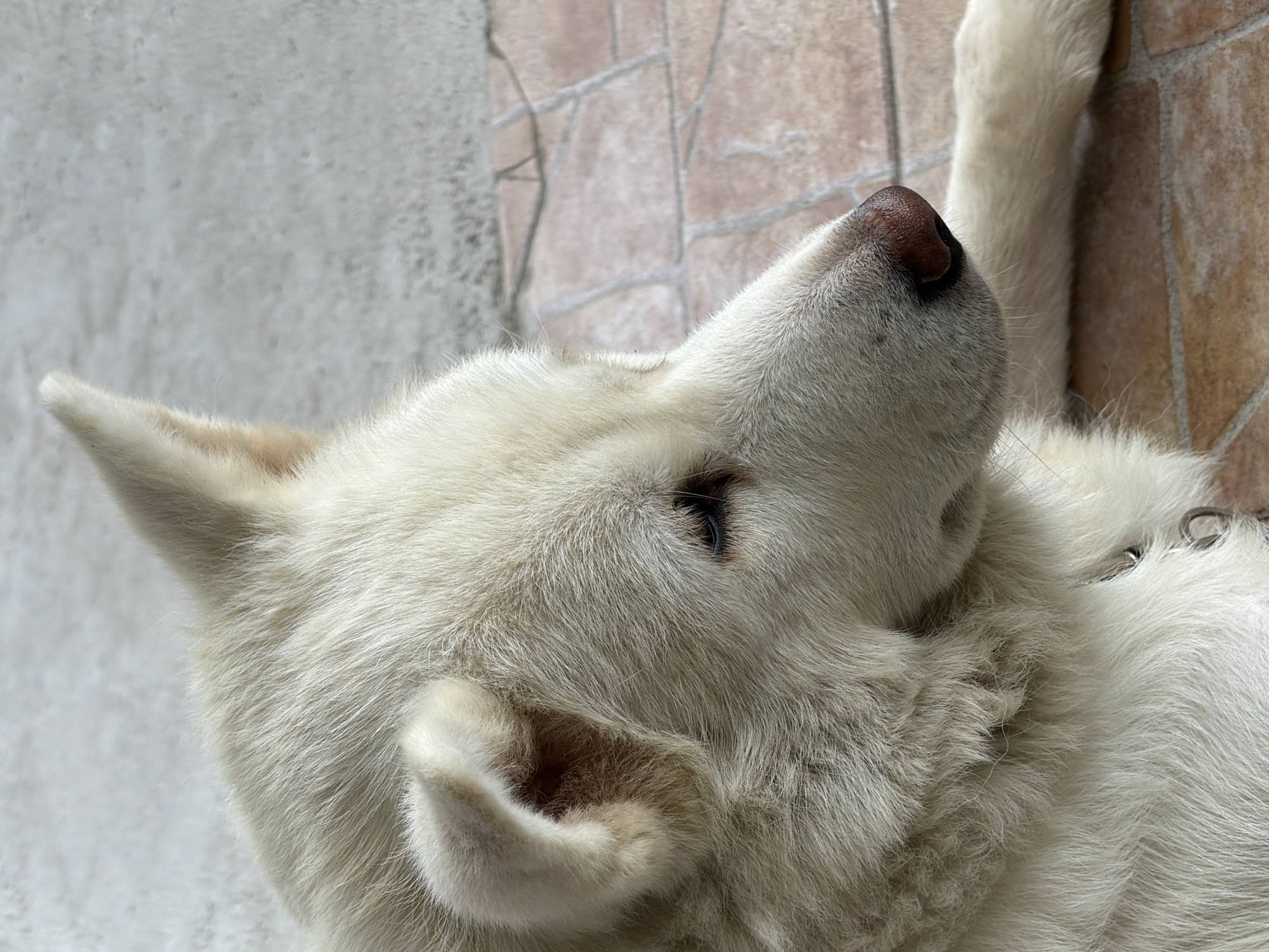 A close-up, eye-level, outdoor shot captures a white dog lying down on a tiled surface in Tsarevo, Bulgaria. The dog's head is turned to the right, with its left ear visible and pointed upwards, while its right ear is partially obscured. Its fur is thick and fluffy, with the texture clearly discernible. The dog's eye is partially closed, giving it a relaxed or sleepy appearance. The nose is a dark reddish-brown. The background consists of a textured, light-colored wall and a tiled floor in shades of brown and beige. The lighting suggests it is daytime, casting subtle shadows. The overall scene is tranquil, focusing on the dog's features and its resting posture on the ground.