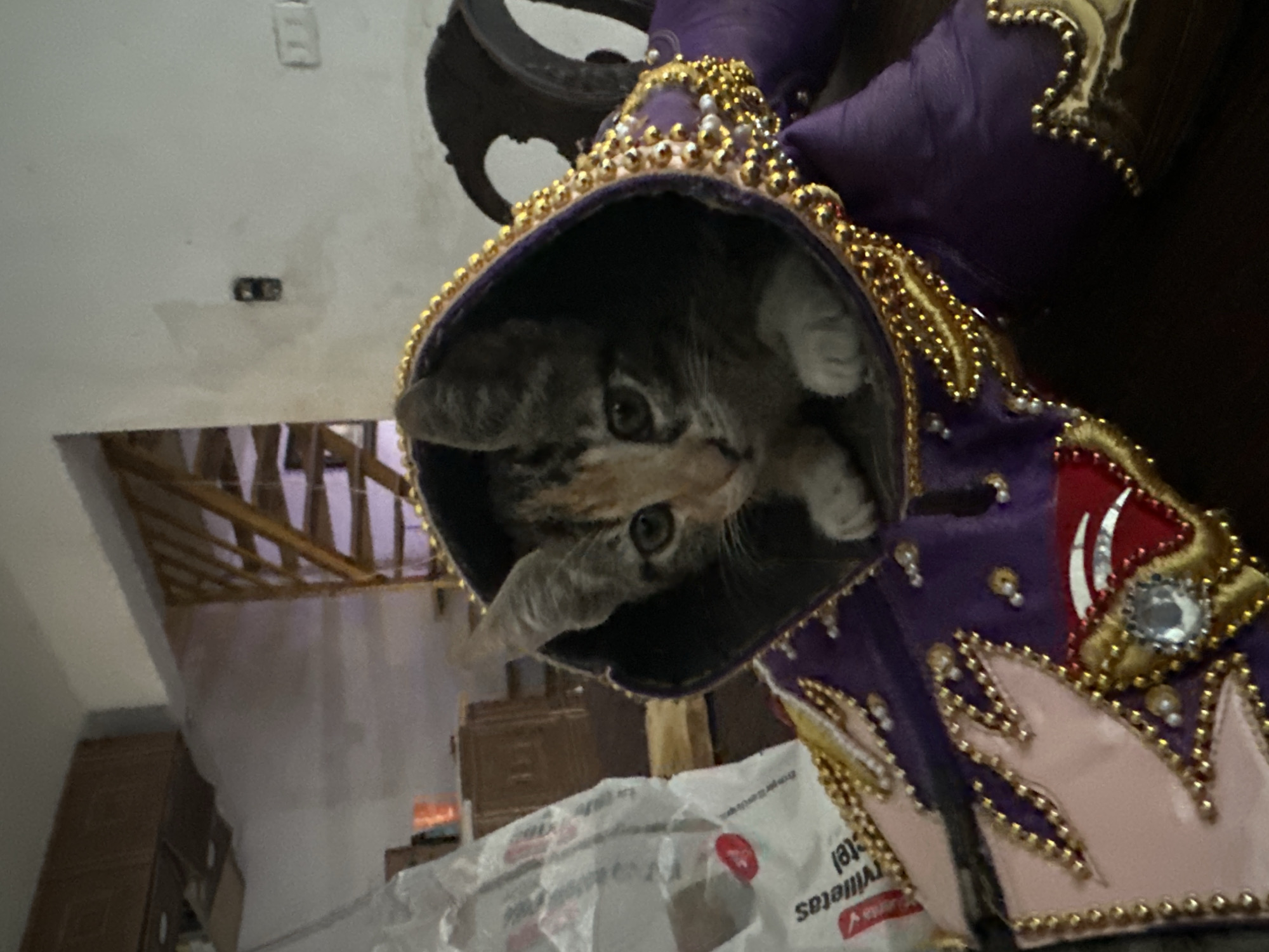 A kitten is partially inside a decorative purple, gold, and white item, possibly clothing or a costume component, with beading and embellishments. The background shows a room with a wooden structure and furniture, including cabinets or boxes. A partial view of a white bag with red lettering is also present. This image was most likely taken indoors. The location in Arica, Chile cannot be confirmed from the provided information.