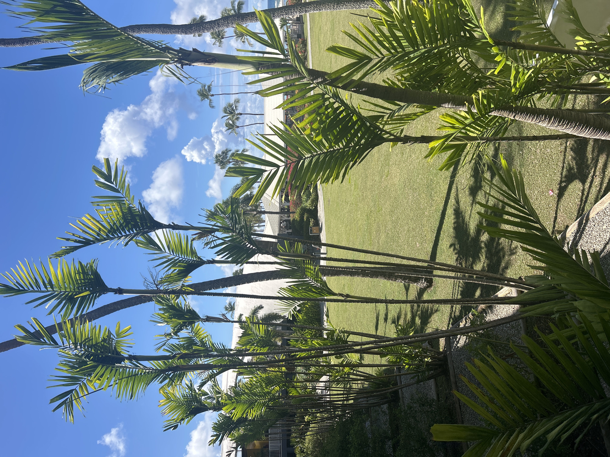 The image shows a tropical landscape, likely in Sainte-Anne, France, given the prompt. A green lawn occupies the center of the frame, bordered by a row of slender palm trees along the bottom edge. The trees cast shadows across the grass. In the background, a light-colored building is visible amidst the trees. The sky is bright blue with scattered white clouds. Additional palm trees are silhouetted against the horizon in the far distance. The perspective is from a low angle, looking upwards through the trees. The scene appears to be outdoors during daylight.