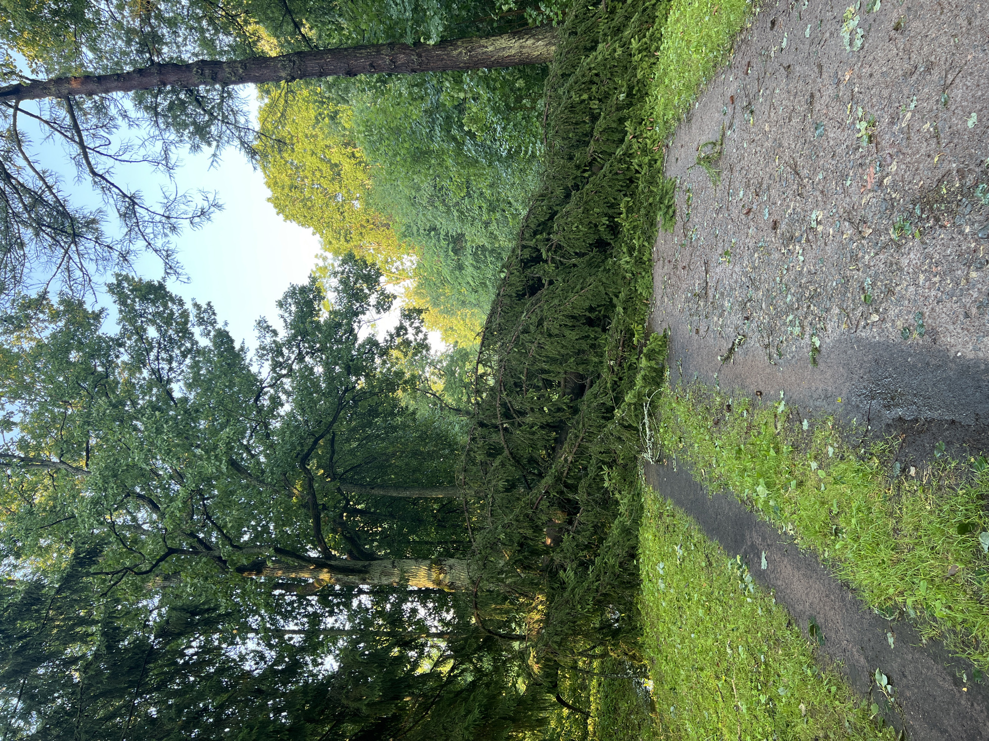 A fallen evergreen tree lies across a path in a park setting, likely in the city of Pushkin, Russia. The tree, with its dense green foliage and long branches, has completely blocked the path, which appears to be a dirt track with grass growing on its edges. The ground is wet, indicating recent rain, and scattered leaves and pinecones litter the path. The surrounding environment is lush and green, with a dense forest of various trees creating a natural backdrop. The sky above is clear and bright. There are no people or animals visible in the image. The scene depicts a natural event, likely a storm, causing disruption to the park's pathway.