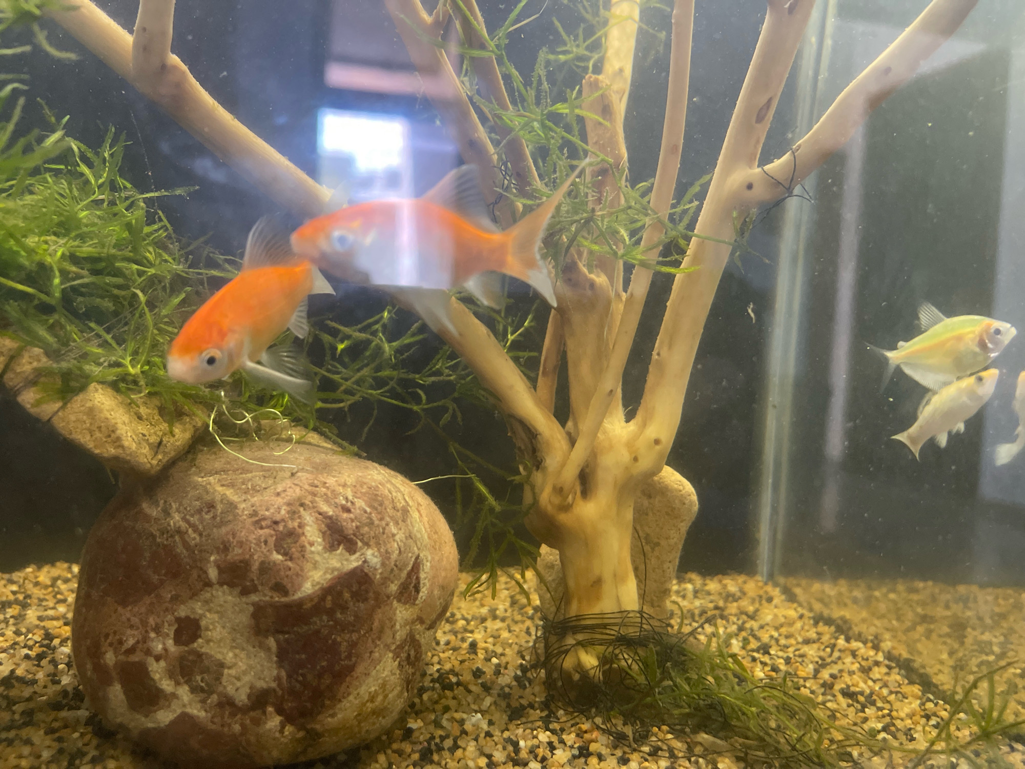 This is a close-up, eye-level, interior photograph of a freshwater aquarium located in Karachi Division, Pakistan. The aquarium contains gravel substrate, a large, reddish-brown rock with lighter beige markings, and several pieces of light-colored driftwood. There is also a dense growth of thin, green aquatic plants.
The primary subjects are three small goldfish, two of which are bright orange and white and are positioned in the left and center of the frame. The third goldfish, partially obscured by the other two, is also orange and white. In the background, to the right, are two lighter-colored, translucent fish with yellow fins. One is in focus and the other is slightly out of focus. The lighting appears to be artificial, casting reflections on the glass of the aquarium. The overall impression is of a vibrant, healthy aquatic environment.