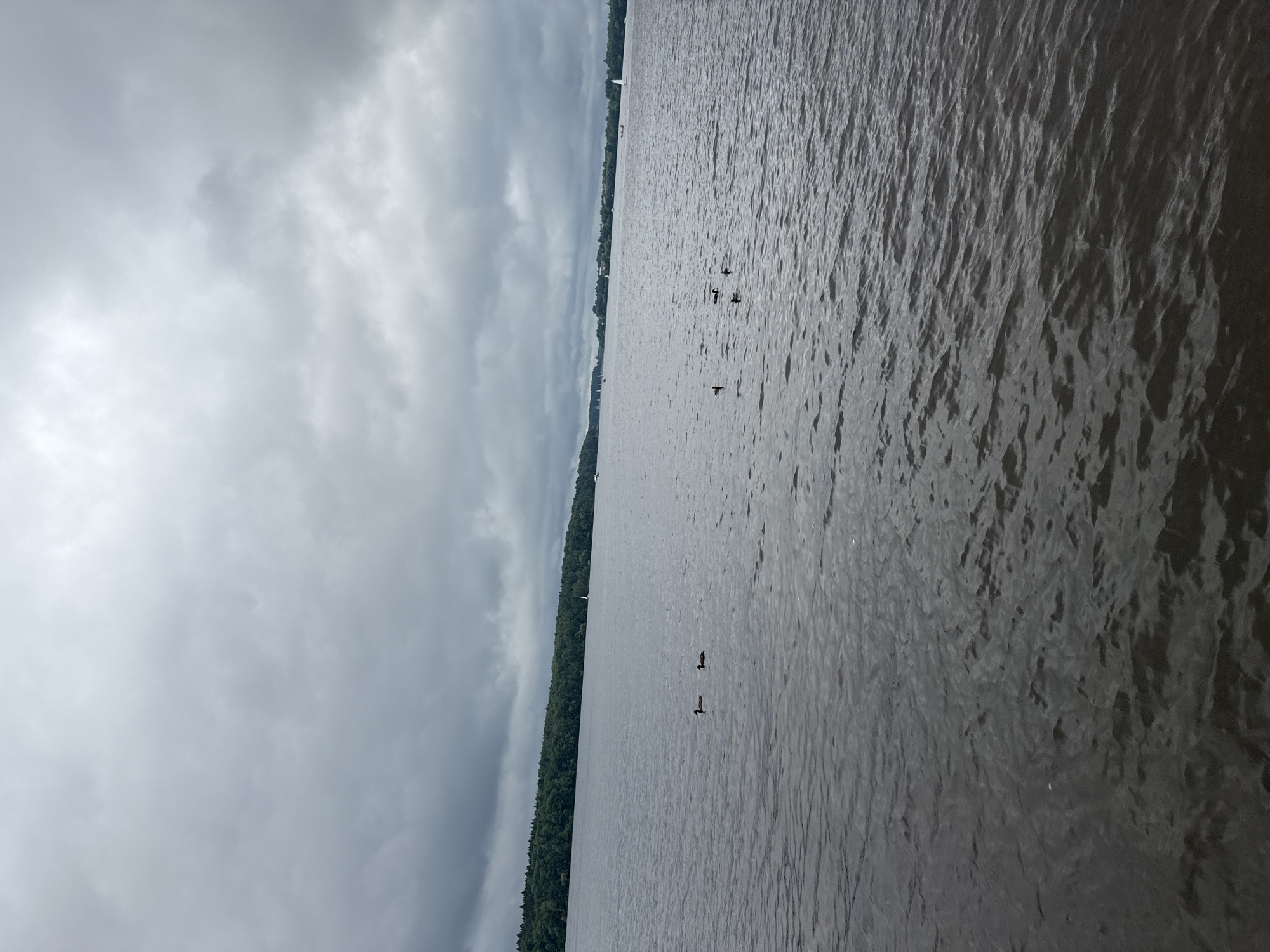 This is a landscape photograph taken at the Klyazma Reservoir Tourist Resort in Russia, depicting a wide body of water under a cloudy sky. The water is dark and choppy, with ripples indicating a gentle breeze. In the distance, a dense line of green trees forms the shoreline, with a few distant sailboats visible on the water. Closer to the foreground, a small group of ducks are swimming, their dark silhouettes contrasting with the water. The overall atmosphere is overcast and subdued, suggesting a cool, possibly rainy day. The image captures a serene, natural scene with minimal human activity.