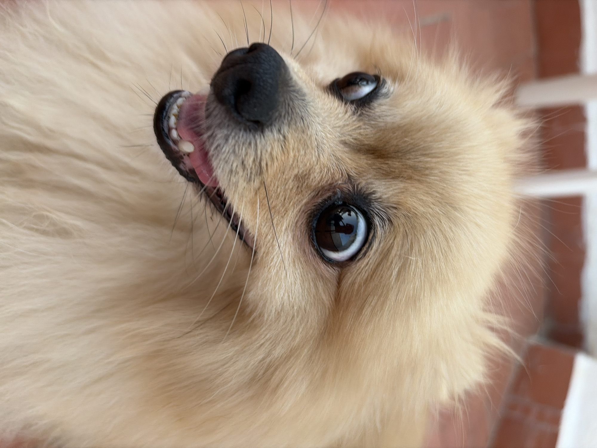 The image is a close-up shot of a Pomeranian dog. The dog has light brown fur, black eyes, a black nose, and its mouth is slightly open, revealing its pink tongue and teeth. The background appears to be an outdoor setting, possibly a patio or balcony, with terracotta-colored flooring and a white railing or fence visible in the upper portion of the image. There are no discernible landmarks or clues to pinpoint the specific location within Torrevieja, Spain. The dog is the sole subject in the frame, and its expression suggests alertness or excitement.