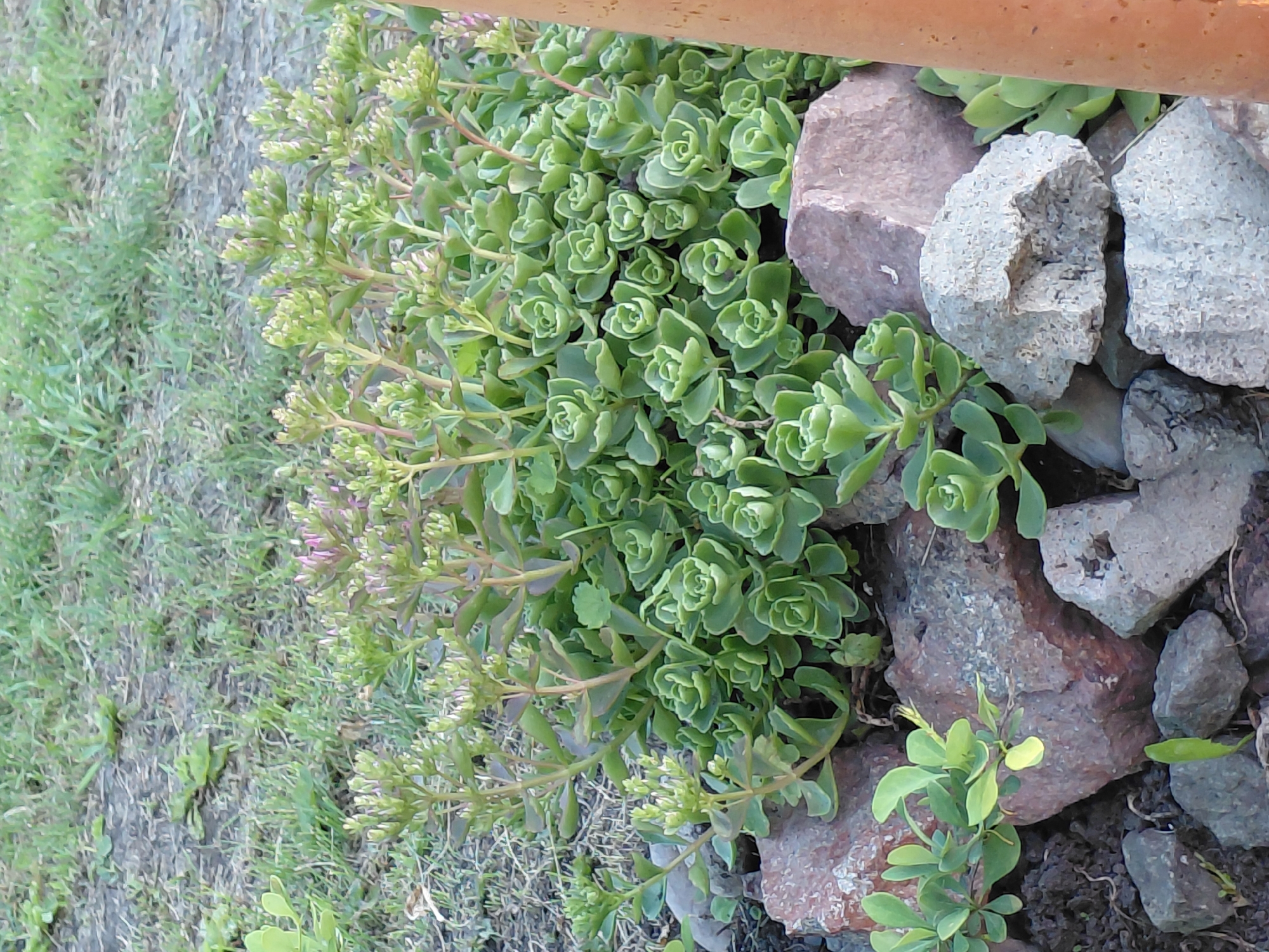 A close-up, eye-level shot captures a cluster of green succulents with small, pale pink flower buds near the top of the stalks. The plants are nestled amongst a variety of rocks, some reddish-brown and others grey, with dark soil visible at the base. In the background, a patch of dry, patchy grass with some green blades suggests a less manicured area. A portion of an orange cylindrical object, possibly a pipe or post, is visible on the right edge of the frame. The scene appears to be outdoors in a garden or park setting in Novosyolovo, Russia.