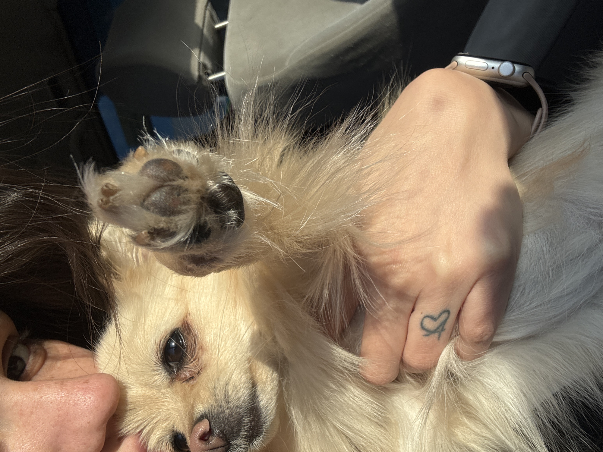 A close-up shot focuses on a person interacting with a small, fluffy, light-colored dog. The person's hand, adorned with a tattoo of a heart, is gently resting on the dog. The dog's paw is raised, showing the pads. The person is wearing an Apple Watch. The background appears to be the inside of a car. The location is unknown, so I can not comment on Sofia, Bulgaria.