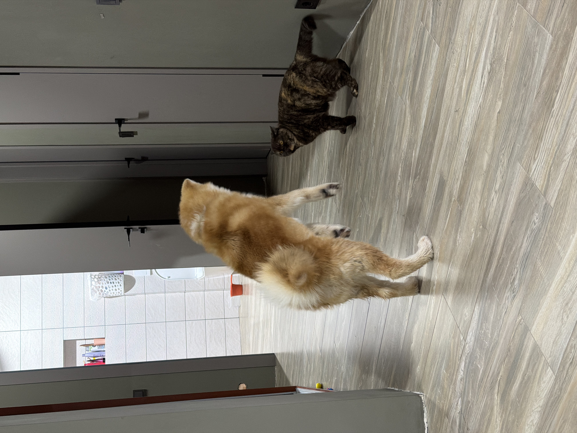 An indoor scene in Chaikovsky, Russia, features two pets in what appears to be an active moment. In the foreground, a light orange/tan furry dog, possibly a Shiba Inu or Pomeranian, is captured mid-air or mid-jump, with its back mostly to the viewer and its fluffy, curled tail prominently visible. Its body is elevated and its paws are in motion, suggesting play or an abrupt movement.
Facing the dog, further into the scene, is a tortoiseshell cat with dark brown/black and orange/tan markings. The cat is on the floor, looking directly at the dog with an alert expression, its body angled slightly as if observing or preparing to react.
The setting is a room with light, wood-patterned laminate or tile flooring laid diagonally. The walls are a light neutral color, and several dark-framed interior doors or door jambs are visible. In the background, a bathroom area can be seen through an opening, characterized by white square wall tiles, a white toilet bowl, and a white perforated plastic basket. Below the bathroom opening, there's a shelf with several colorful items. The lighting in the room appears somewhat dim, suggesting an indoor environment without strong direct natural light. No people or visible text are present in the image.