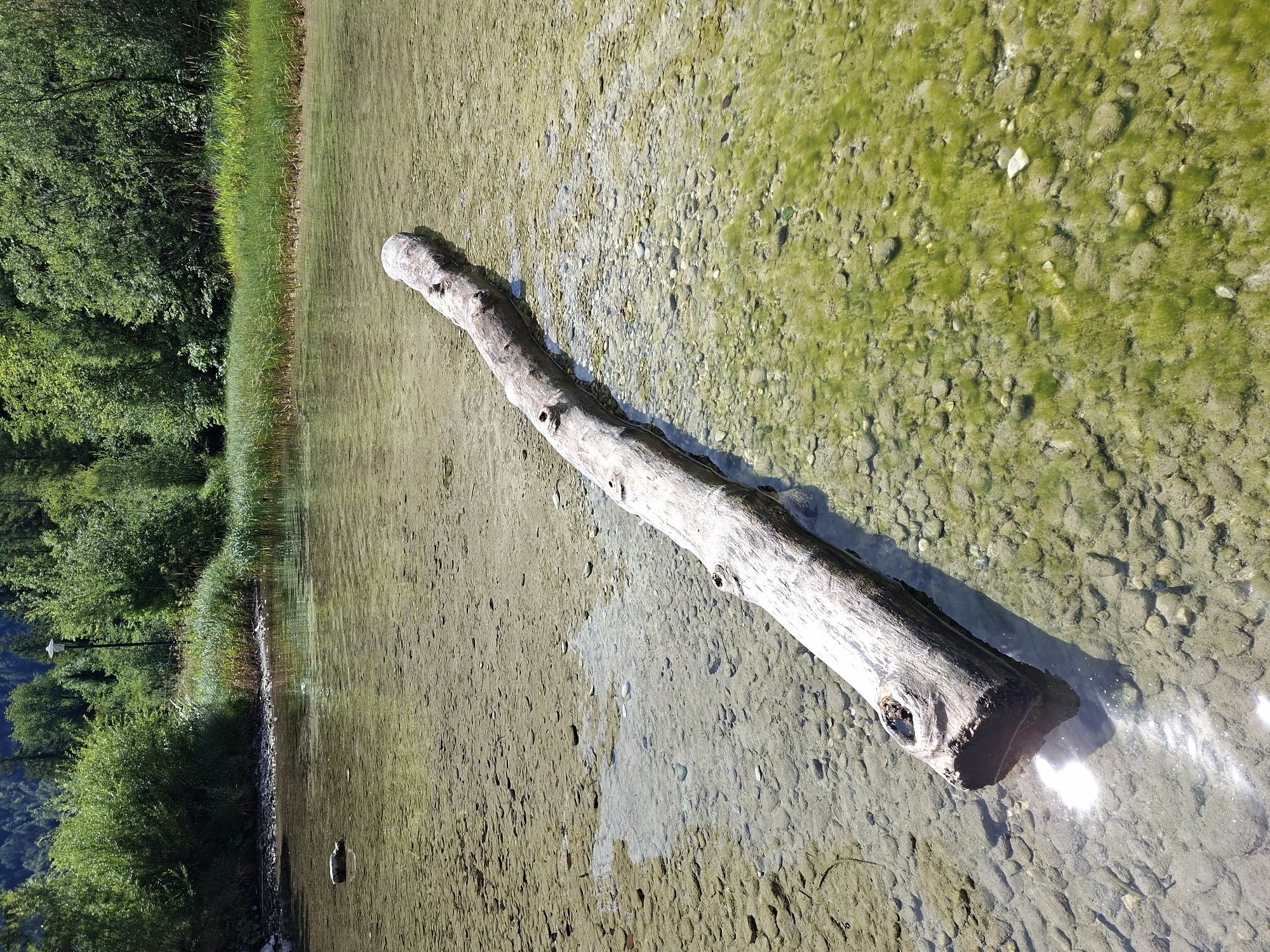 The image depicts a sun-drenched scene of the Traun River in Obertraun, Austria. A long, weathered log floats horizontally in the shallow, clear water, its bark grey and textured. The riverbed is visible beneath the water's surface, covered in smooth, rounded stones and patches of green algae. Sunlight glints off the water's surface, creating shimmering reflections. The riverbank is lined with lush green vegetation, including tall reeds and dense trees. In the background, a dark silhouette of a pole, possibly a lamppost, can be seen amidst the foliage. The overall impression is one of natural serenity and the tranquil beauty of the Austrian landscape.